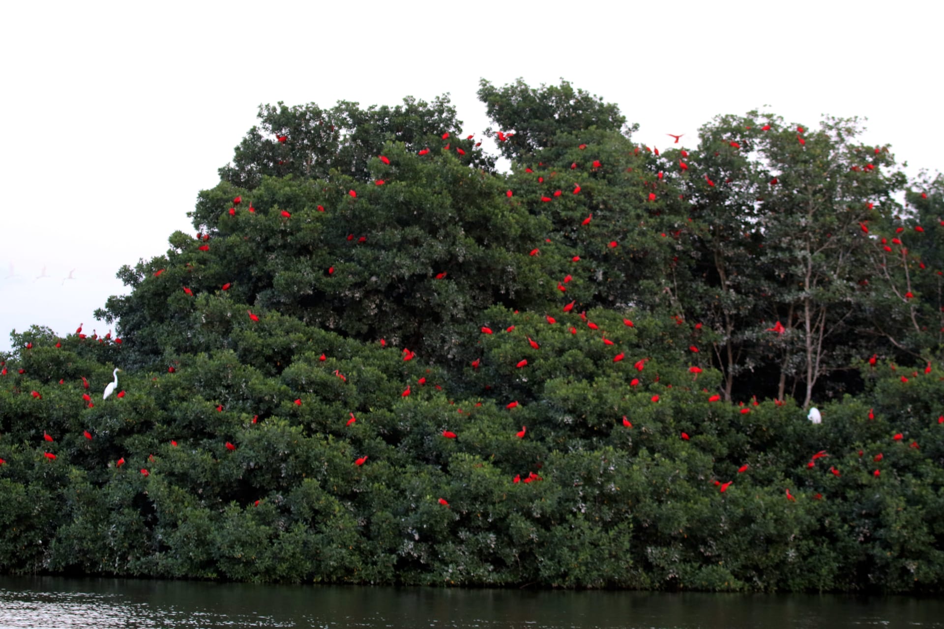 Caroni Swamp Scarlet Ibis Sunset Roost