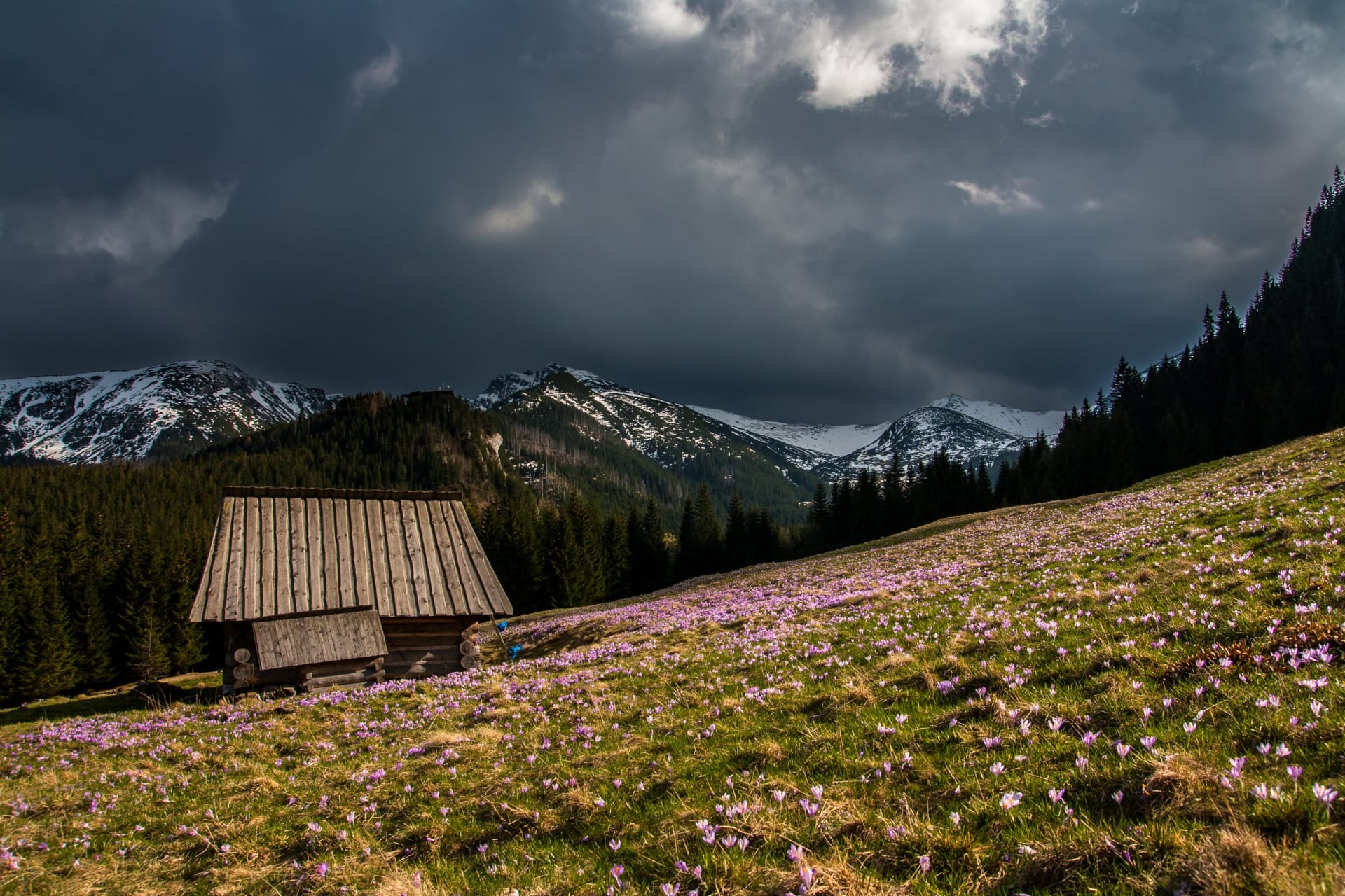 Chochołowska Valley Crocus Purple Carpet