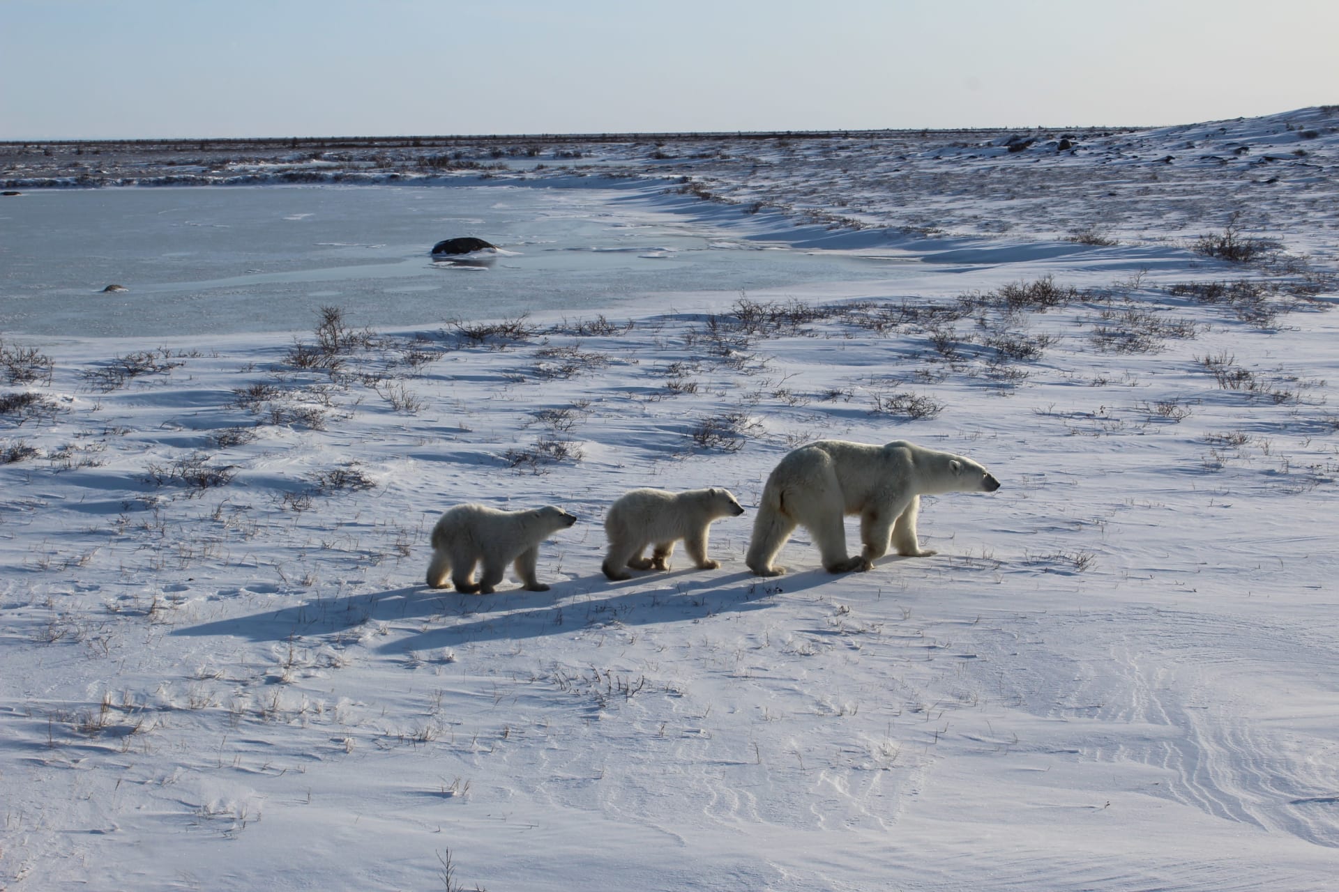 Churchill Polar Bear Congregation