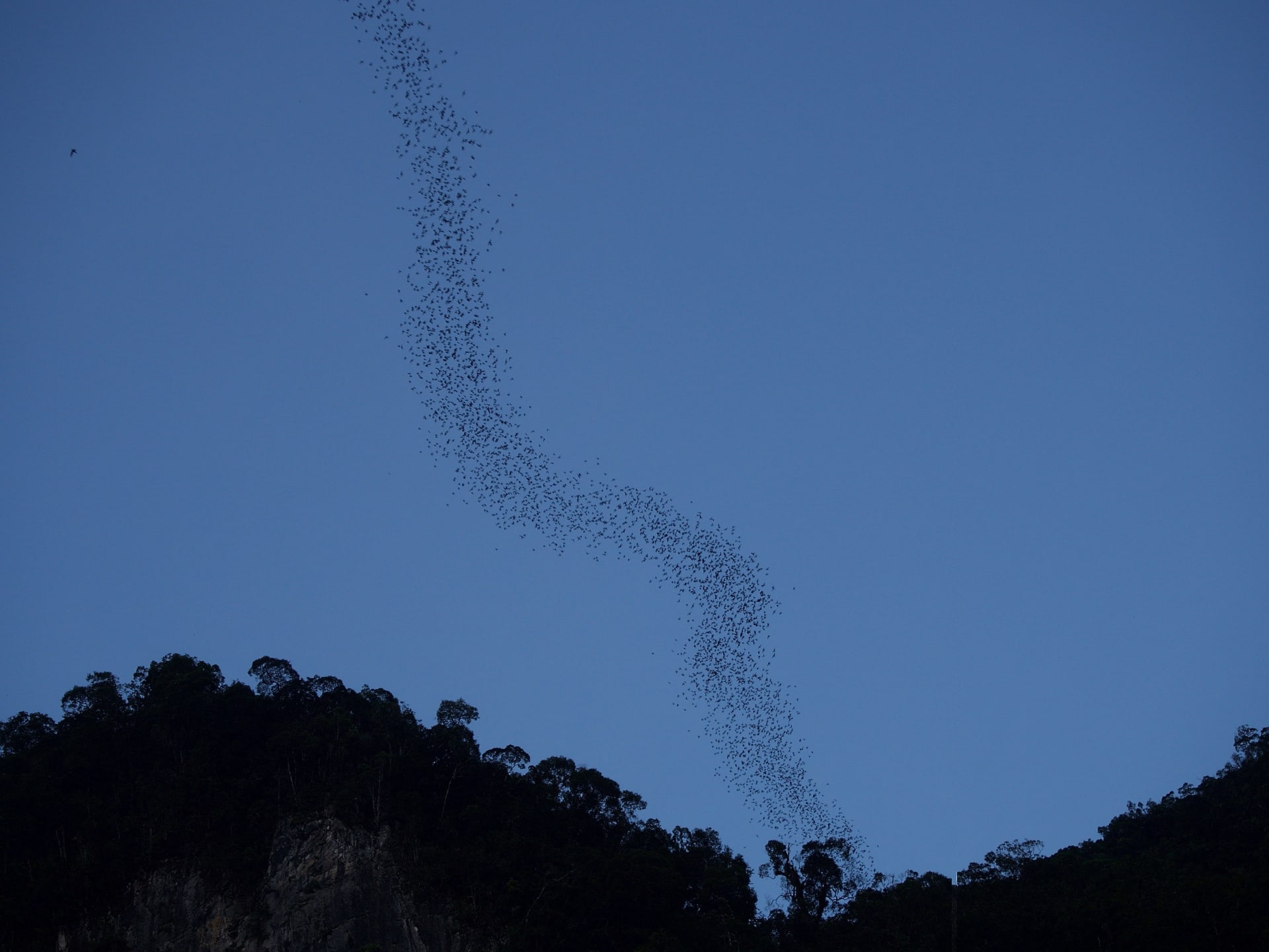 Deer Cave Bat Exodus (Gunung Mulu)