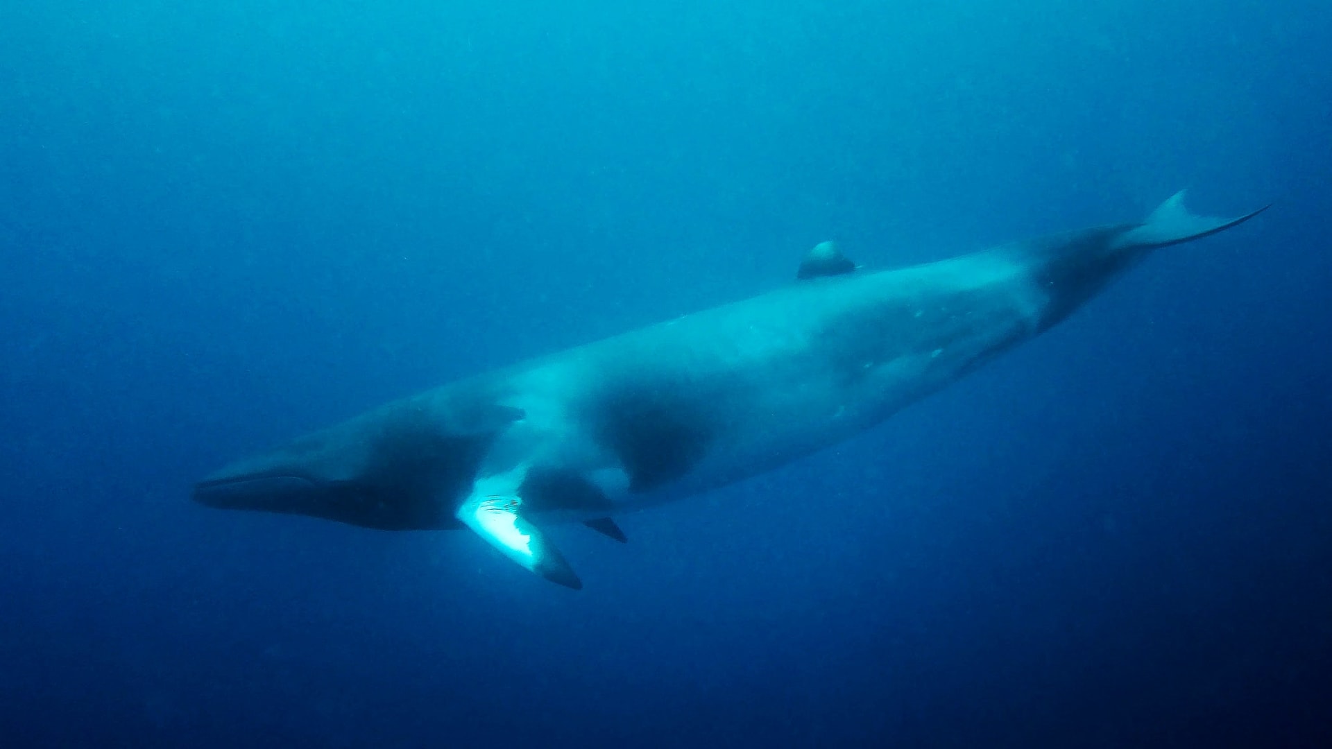 Dwarf Minke Whale Encounters, Ribbon Reefs