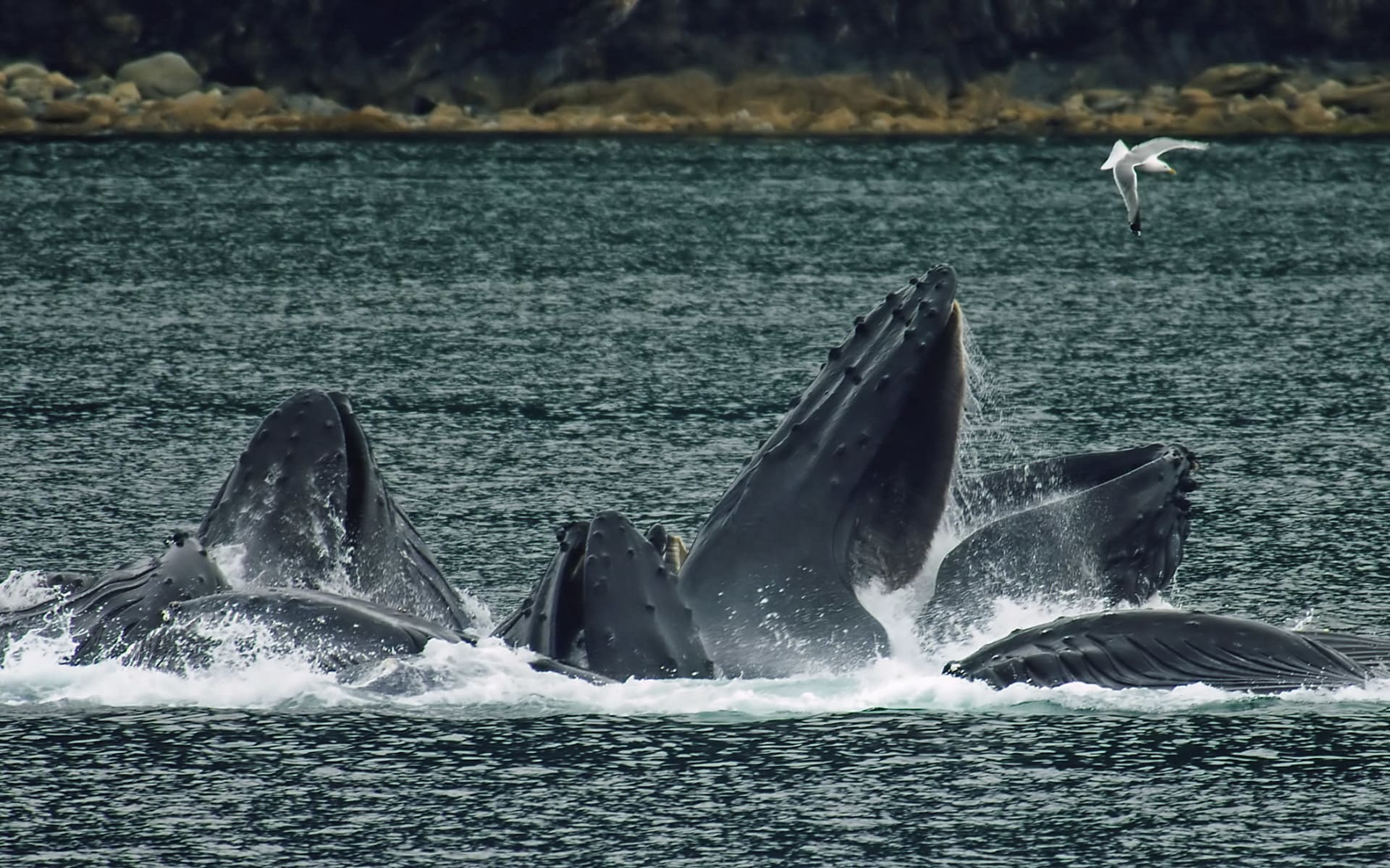 Frederick Sound Humpback Bubble-Net Feeding