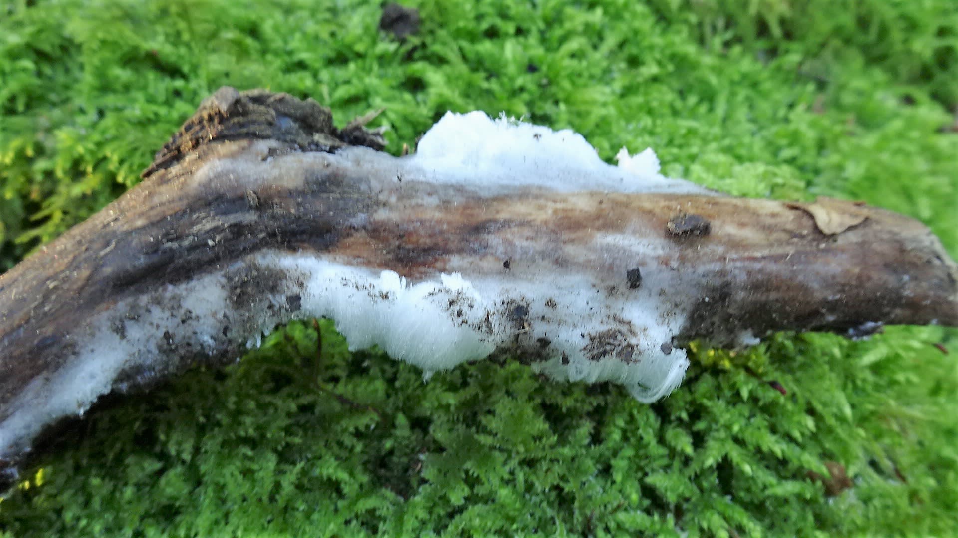 Hair Ice