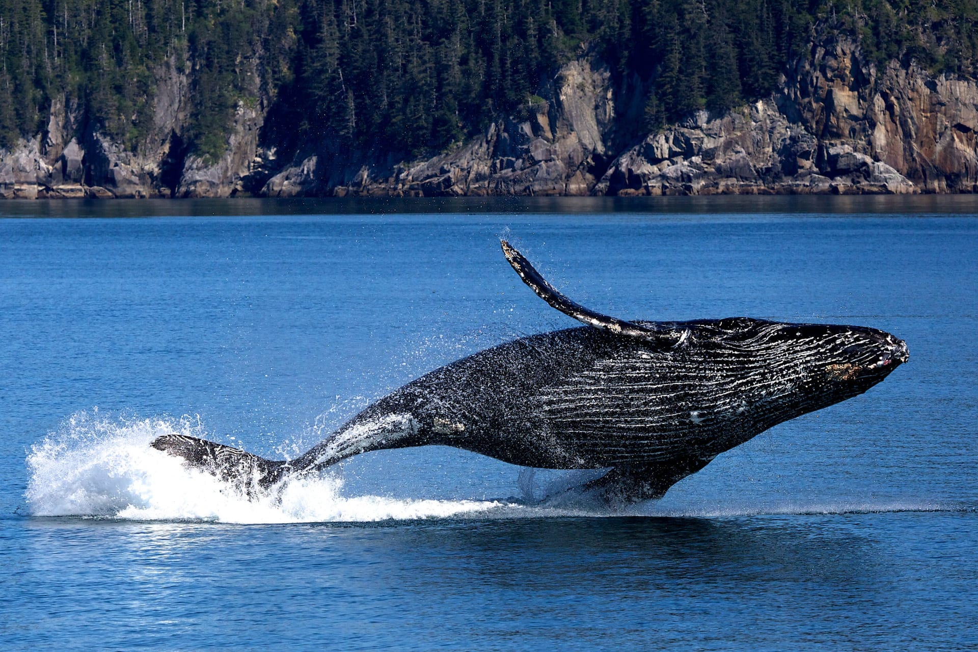 Hervey Bay Humpback Whale Breaching