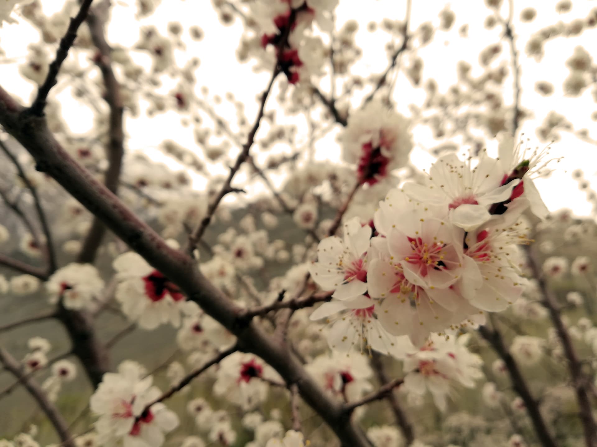 Hunza Apricot Blossom Peak