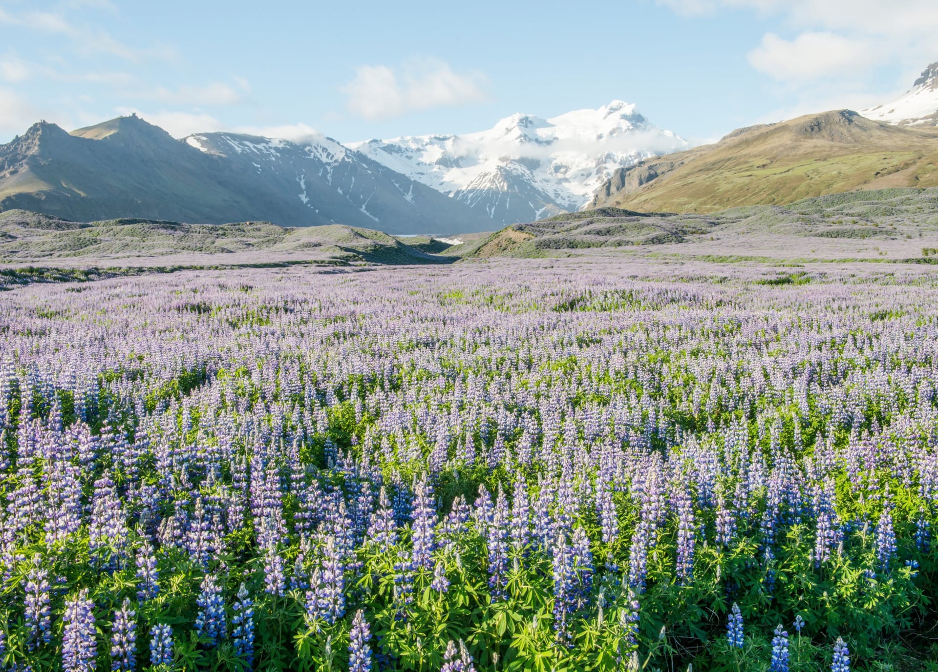 Iceland Lupine Bloom