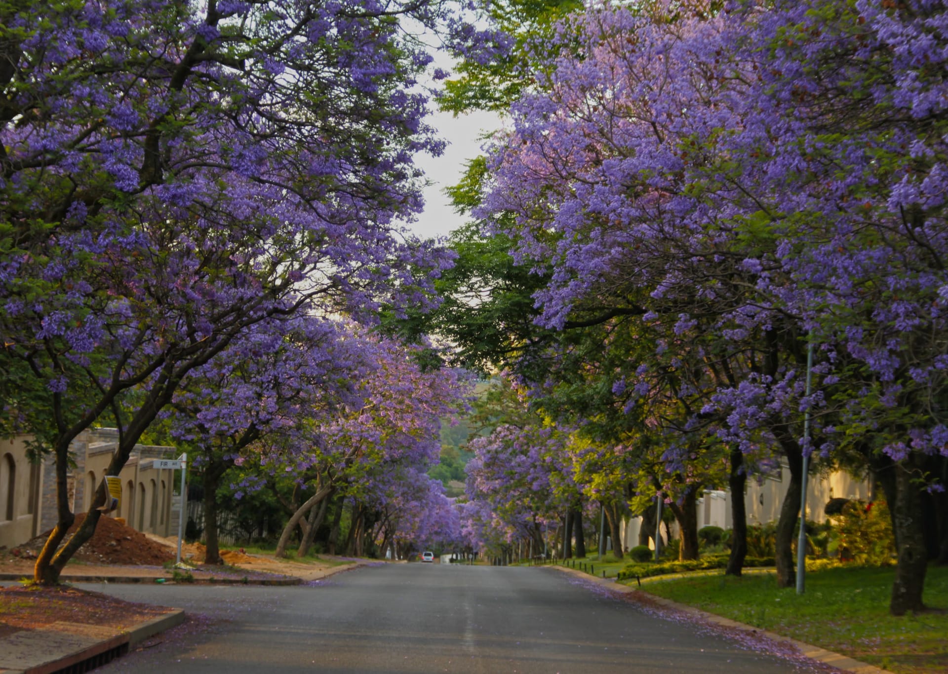 Jacaranda Purple Canopy