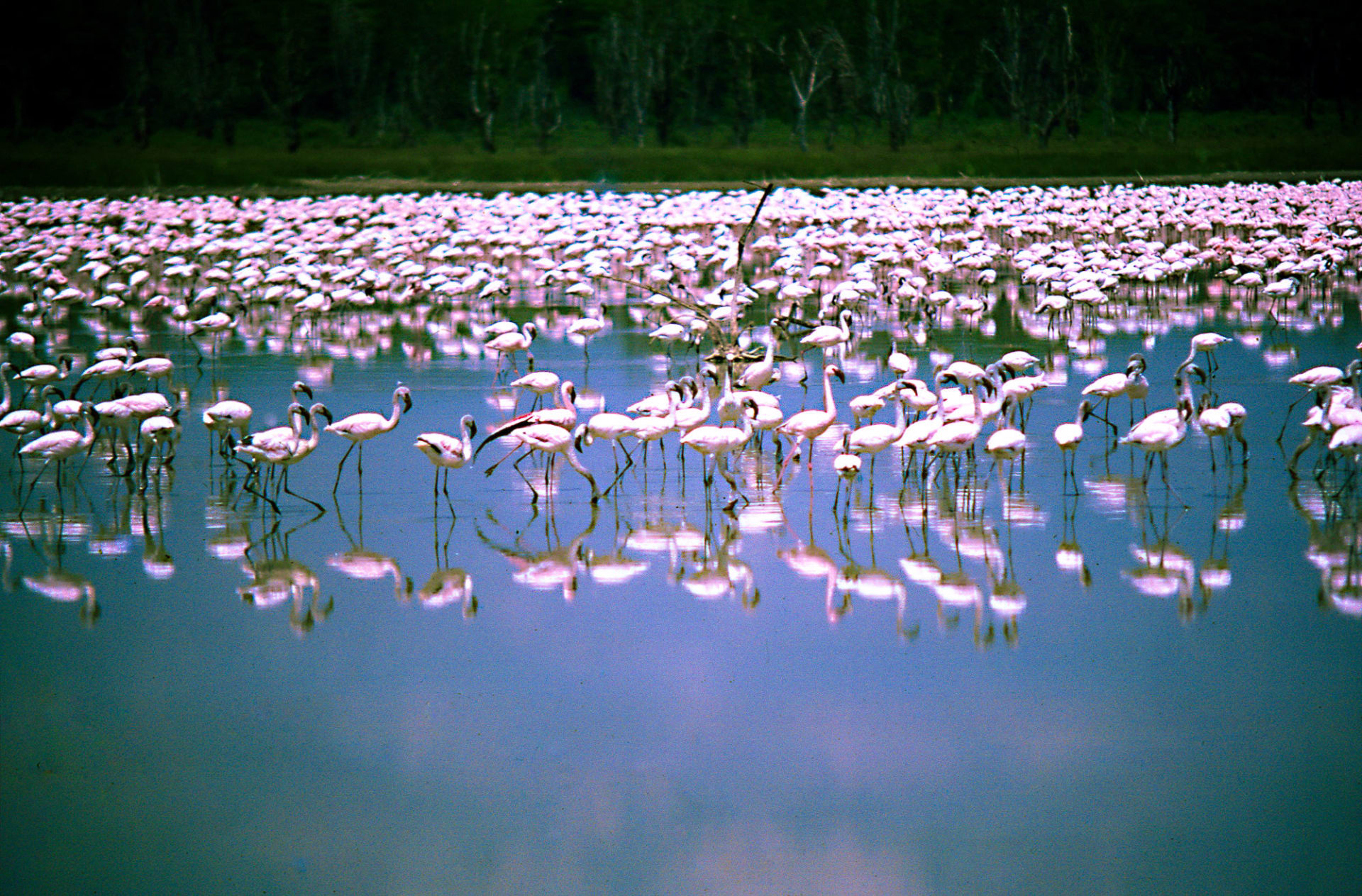 Lake Bogoria Flamingo Pink Surge