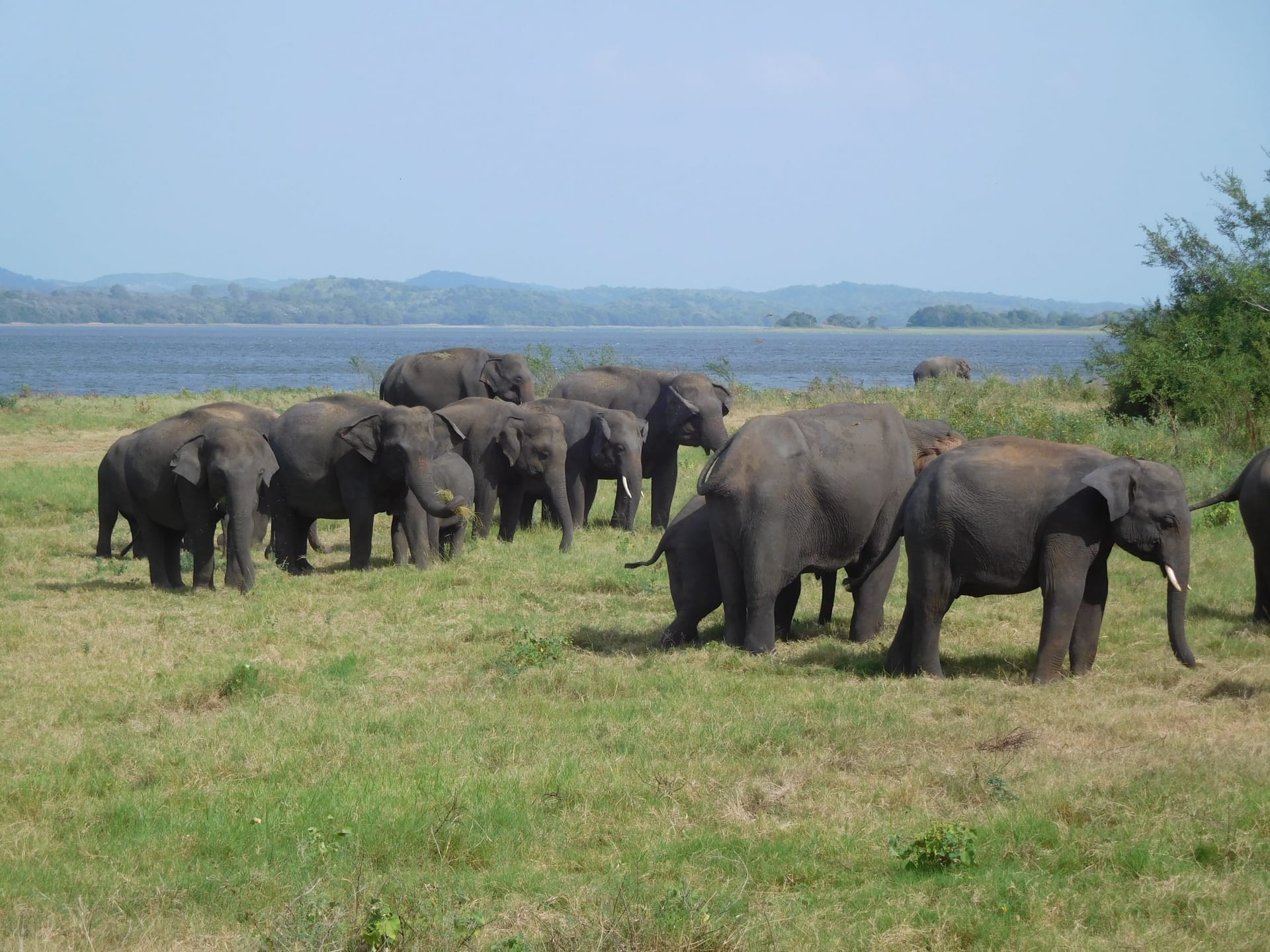 Minneriya Elephant Gathering