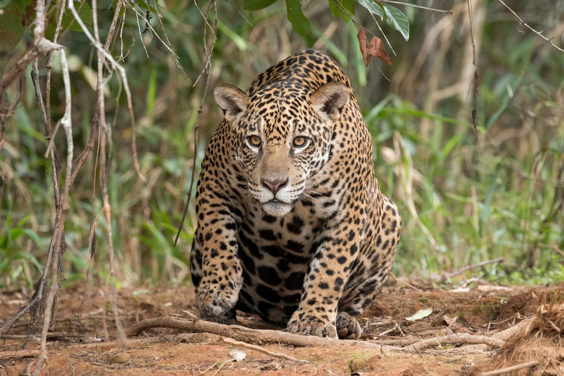 Pantanal Jaguar Riverbank Concentrations