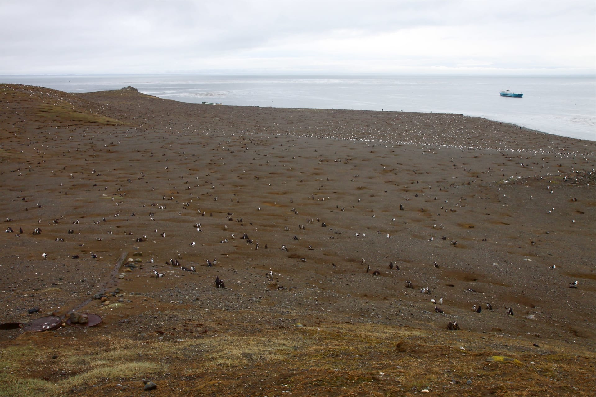 Punta Tombo Magellanic Penguin Colony