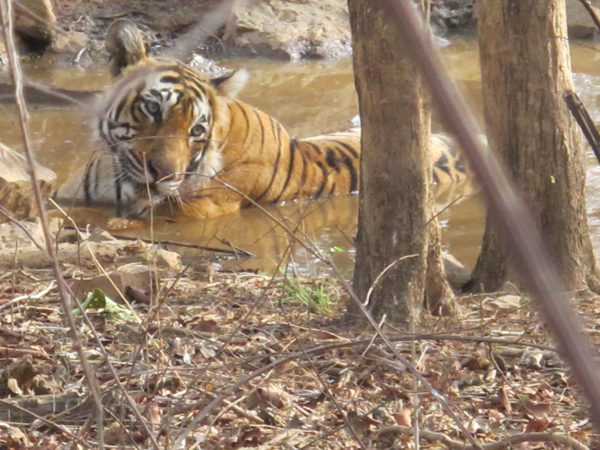 Ranthambore tiger waterhole peak