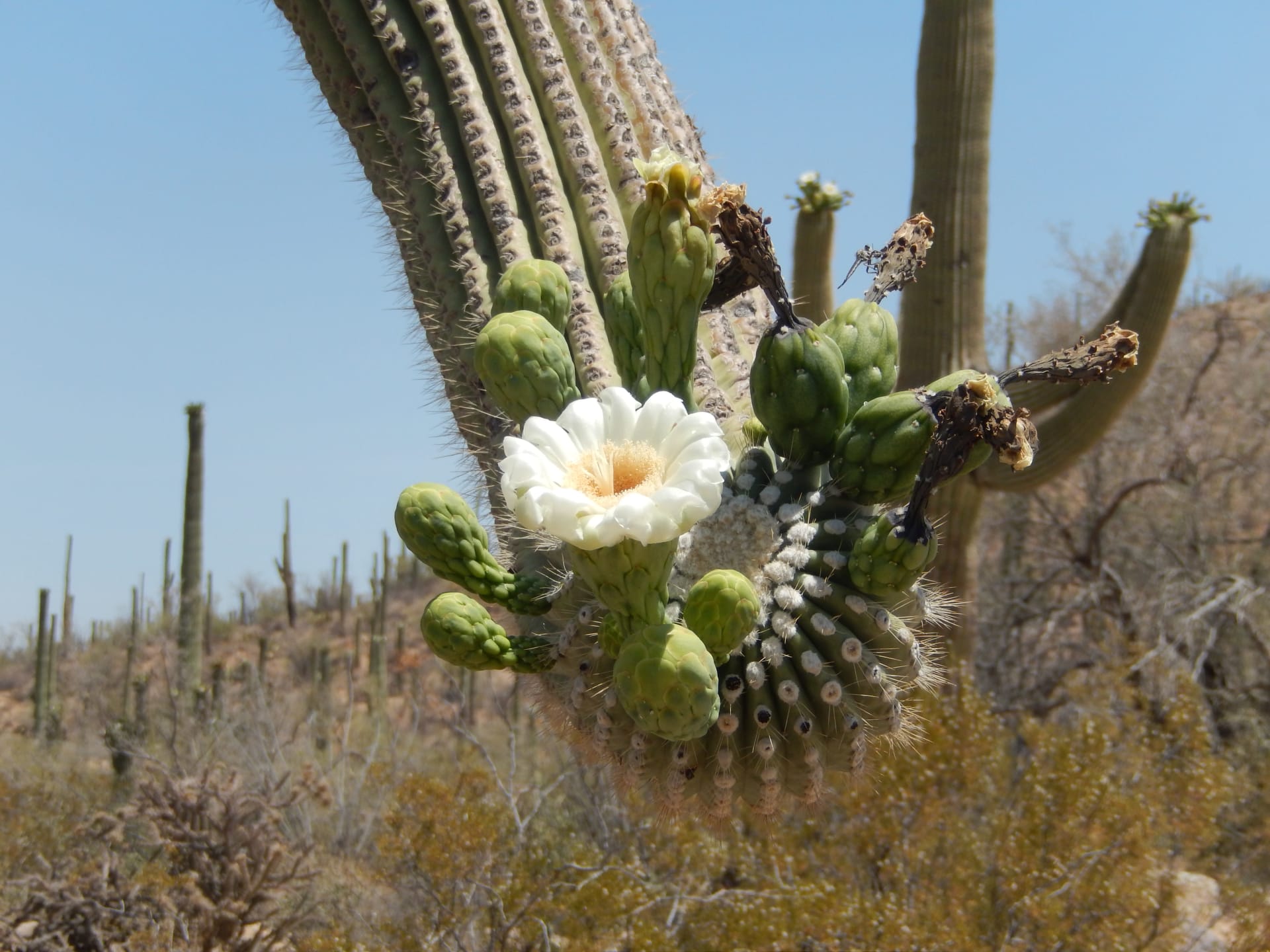Saguaro Cactus Mass Bloom