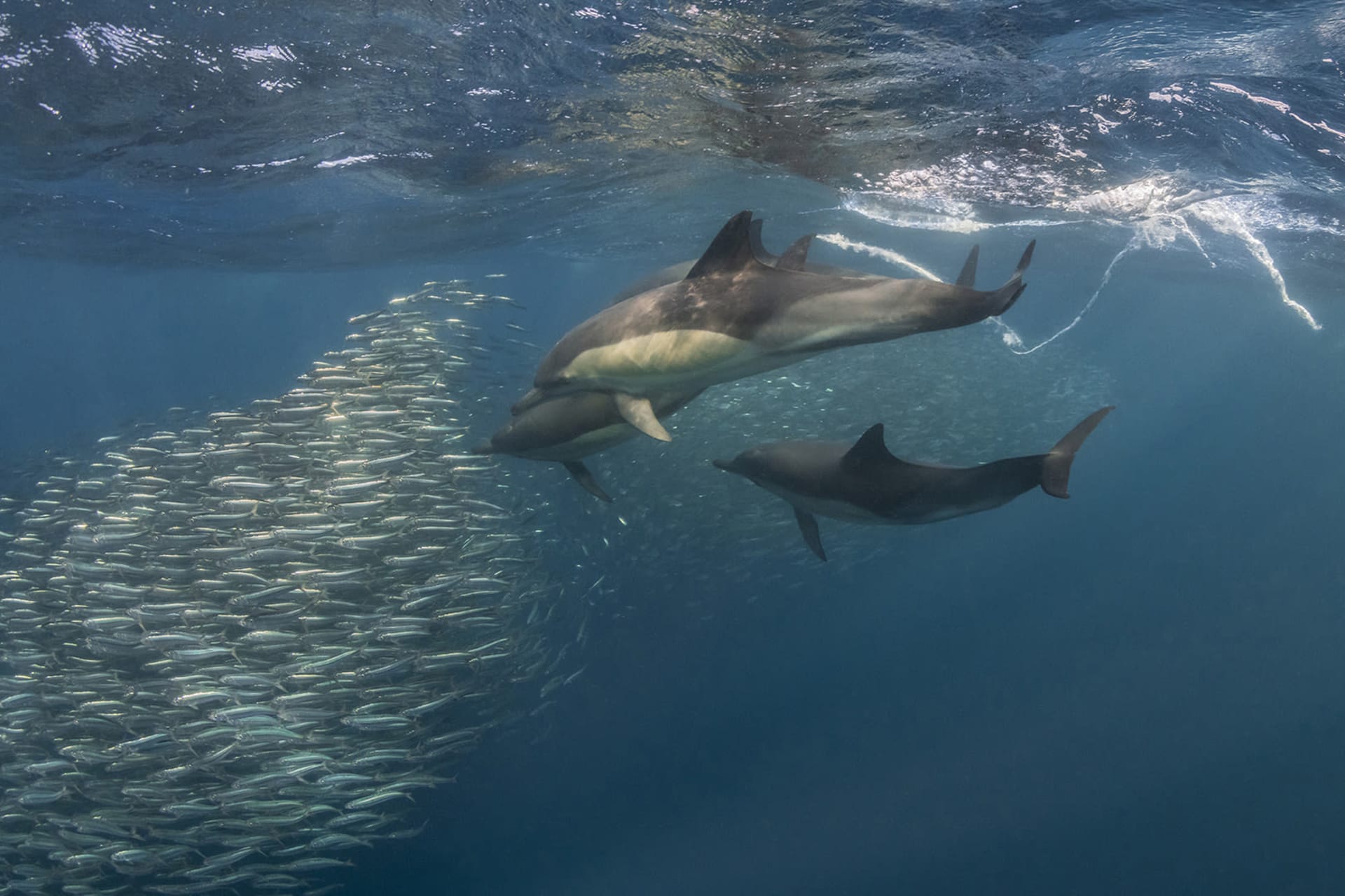 Sardine Run South Africa