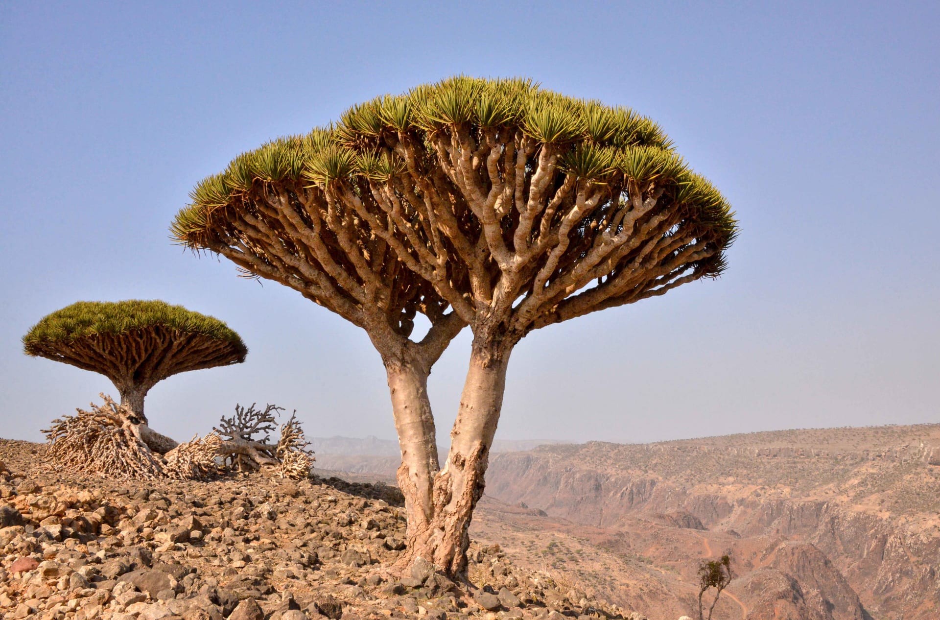 Socotra Dragons Blood Tree Bloom