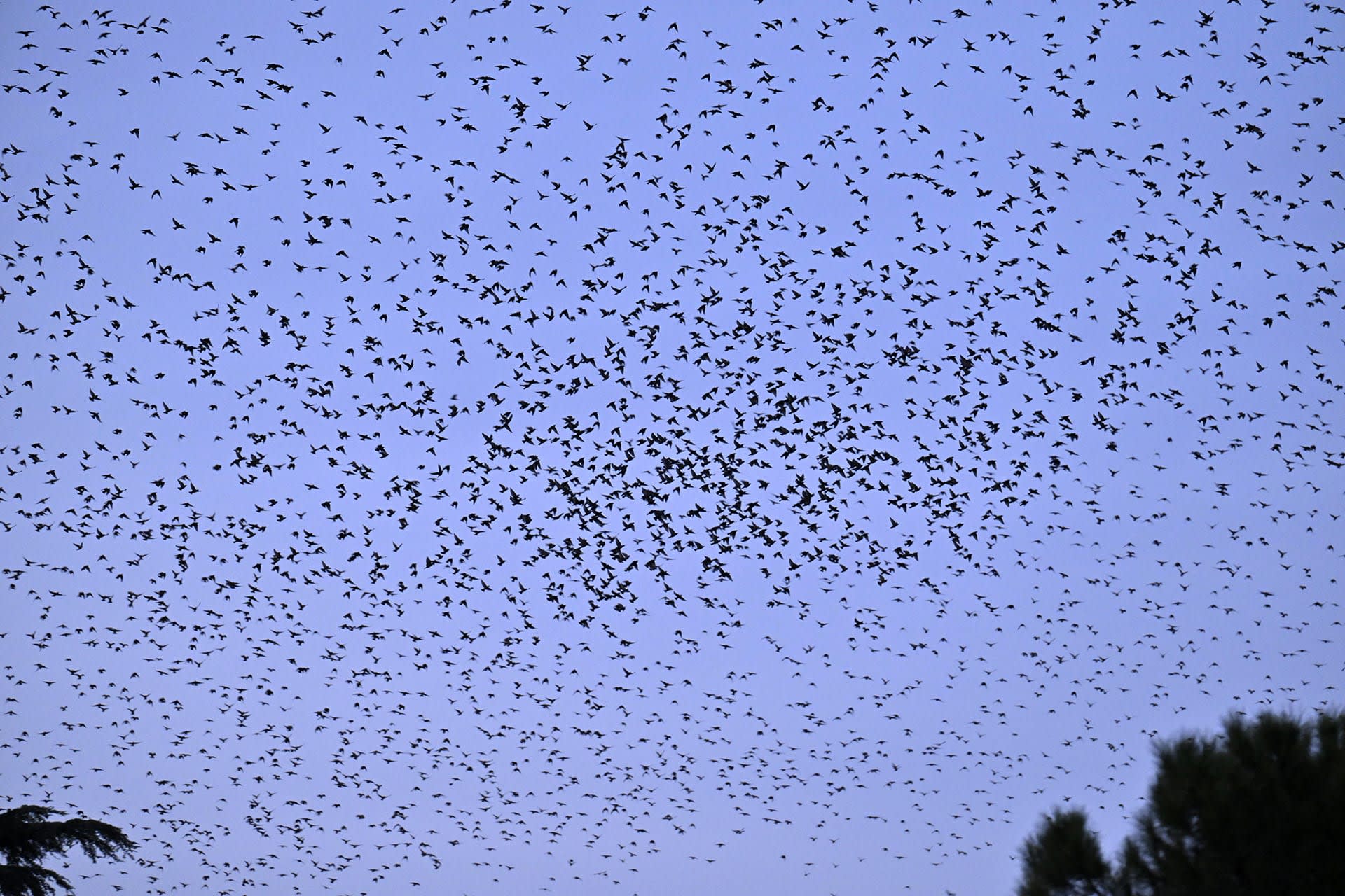 Starling Murmurations