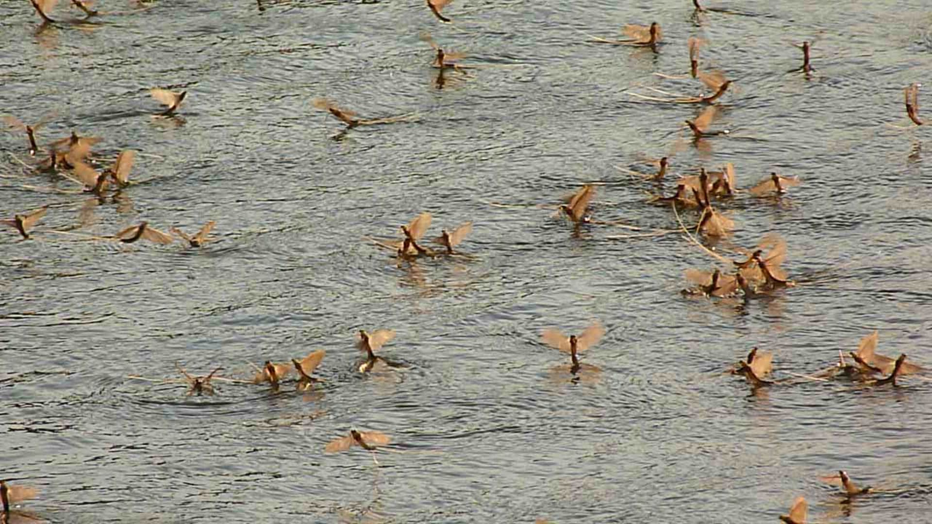 Tisza River Mayfly Mass Hatch (tiszavirág)