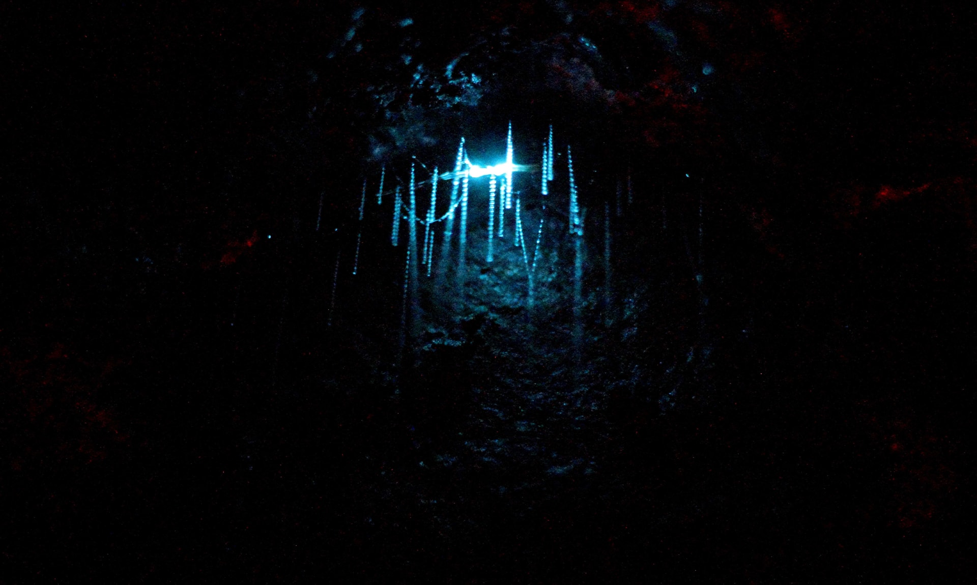 Waitomo Glowworm Caves