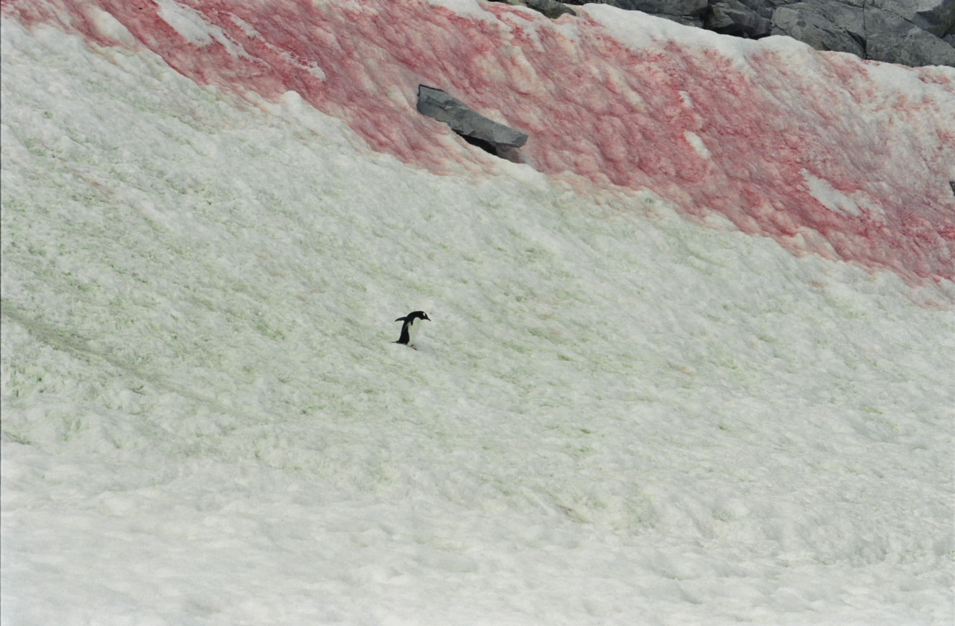 Watermelon Snow (algal bloom)