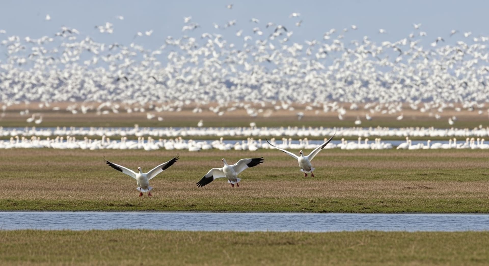 Alaska Snow Geese Spring Blastoff
