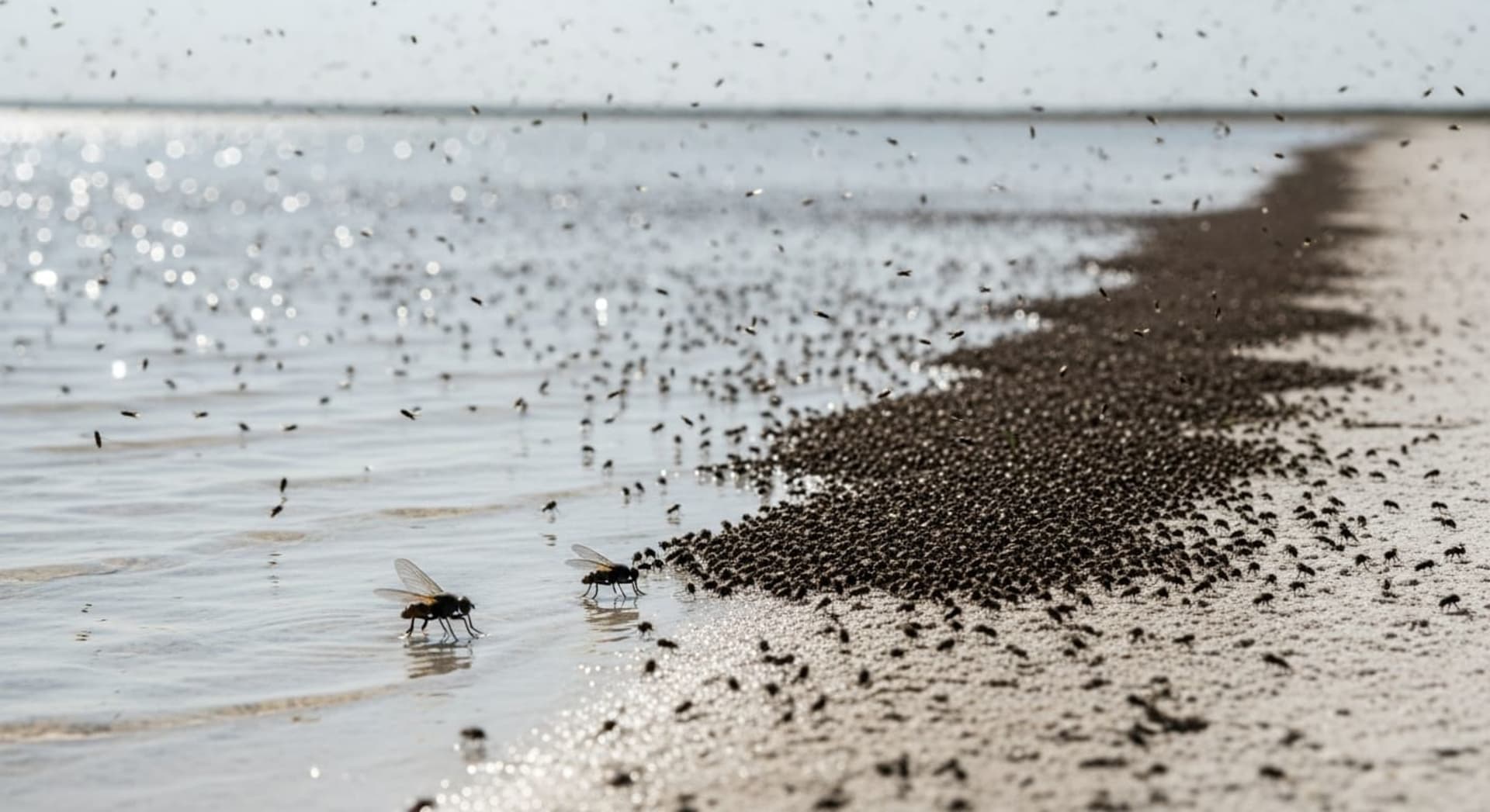 Alkali (Brine) Fly Shoreline Swarms