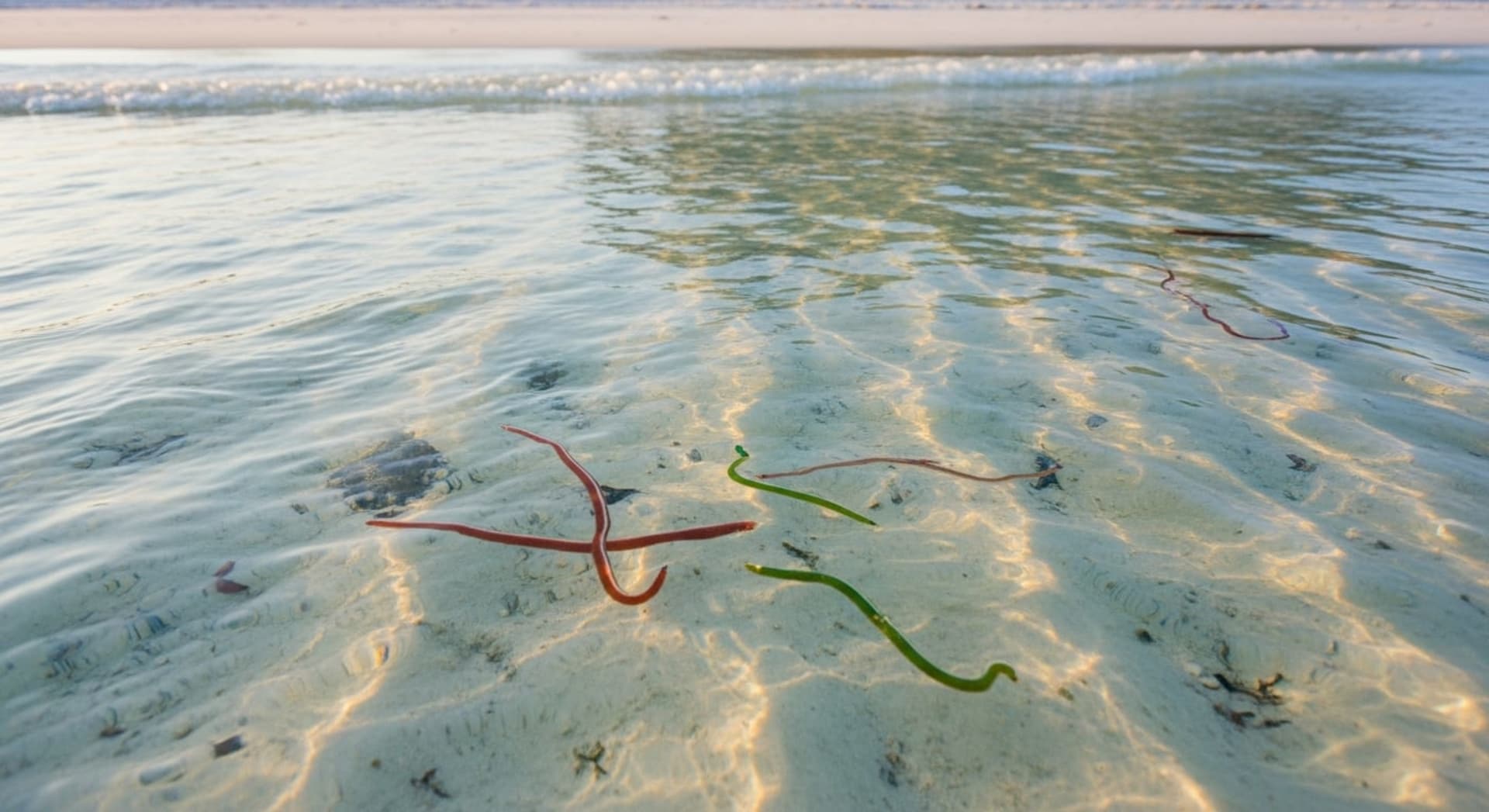 Bau Nyale (Nyale Sea Worm Emergence)