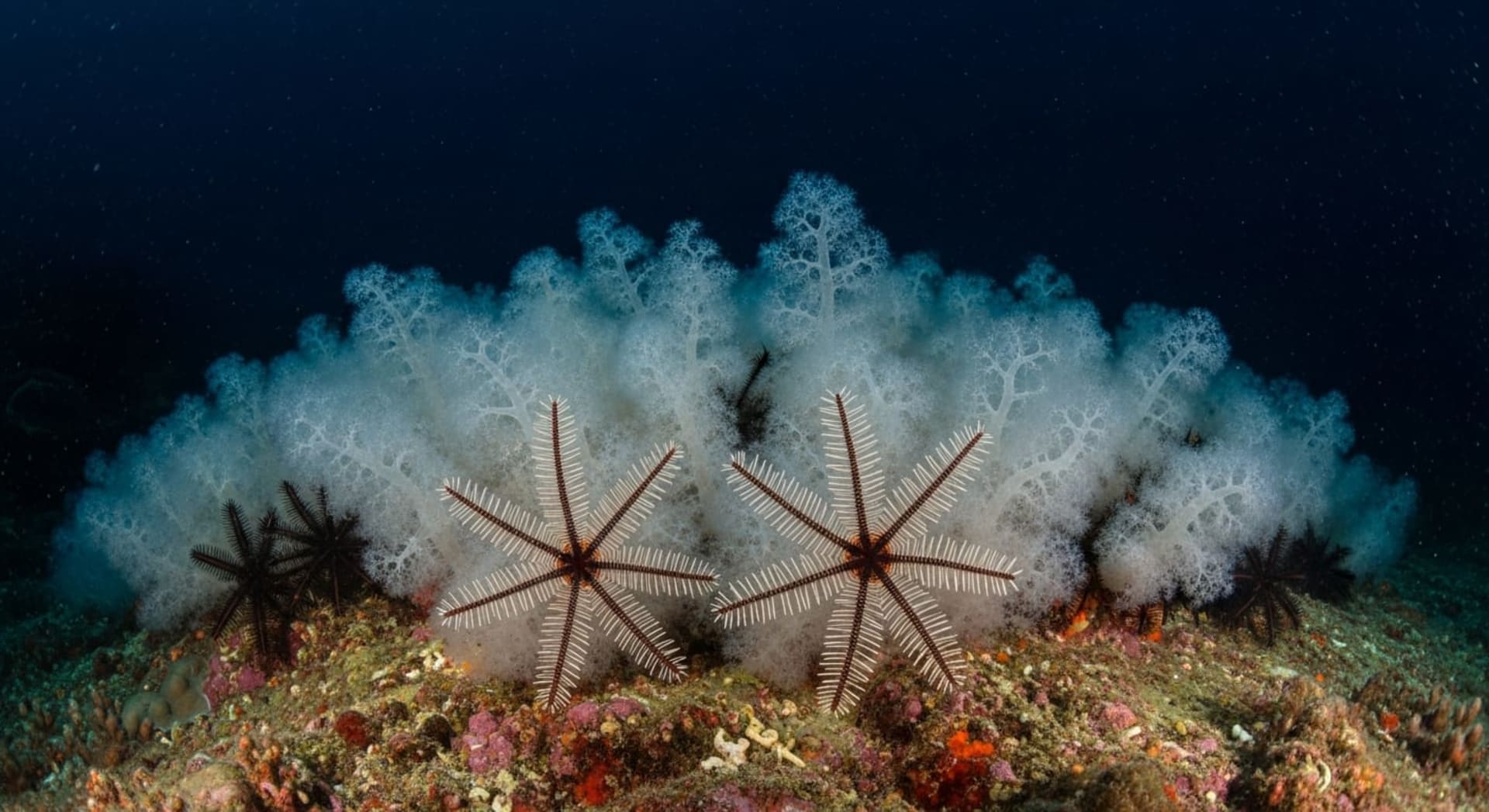 Bonaire Brittle Star Mass Spawning