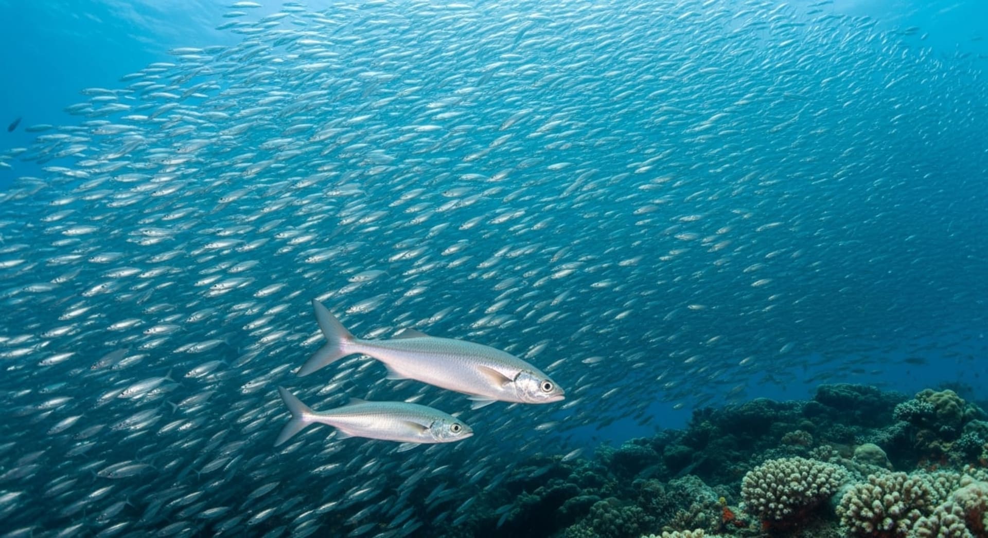 Cabo Pulmo Jackfish Tornado