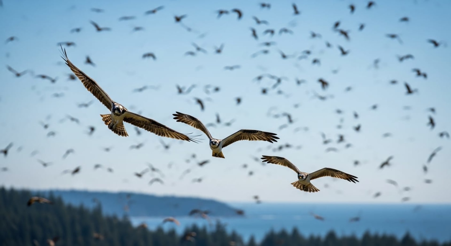 Cape May Raptor Fall Migration