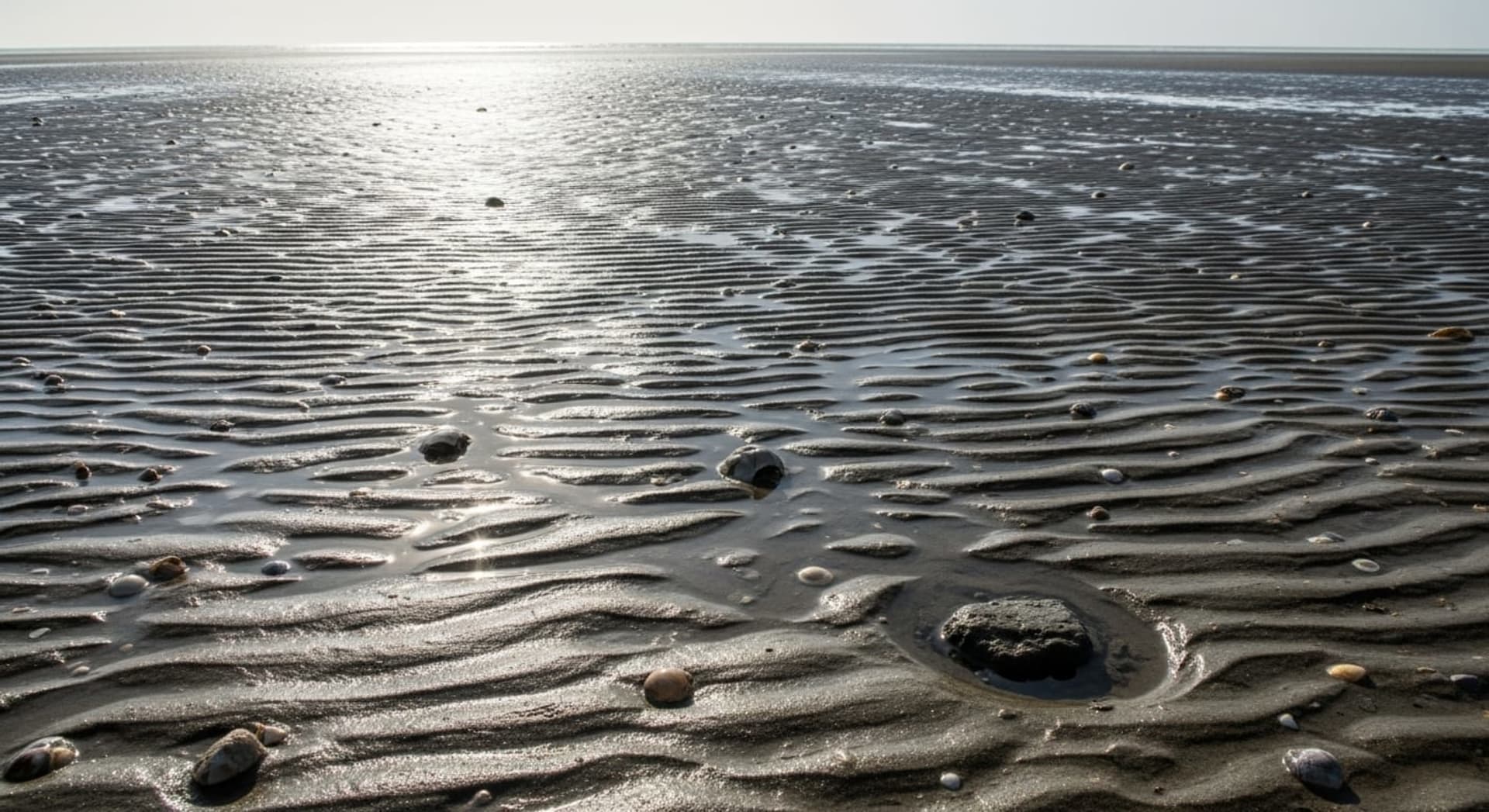 Chandipur Vanishing Sea (Low Tide)