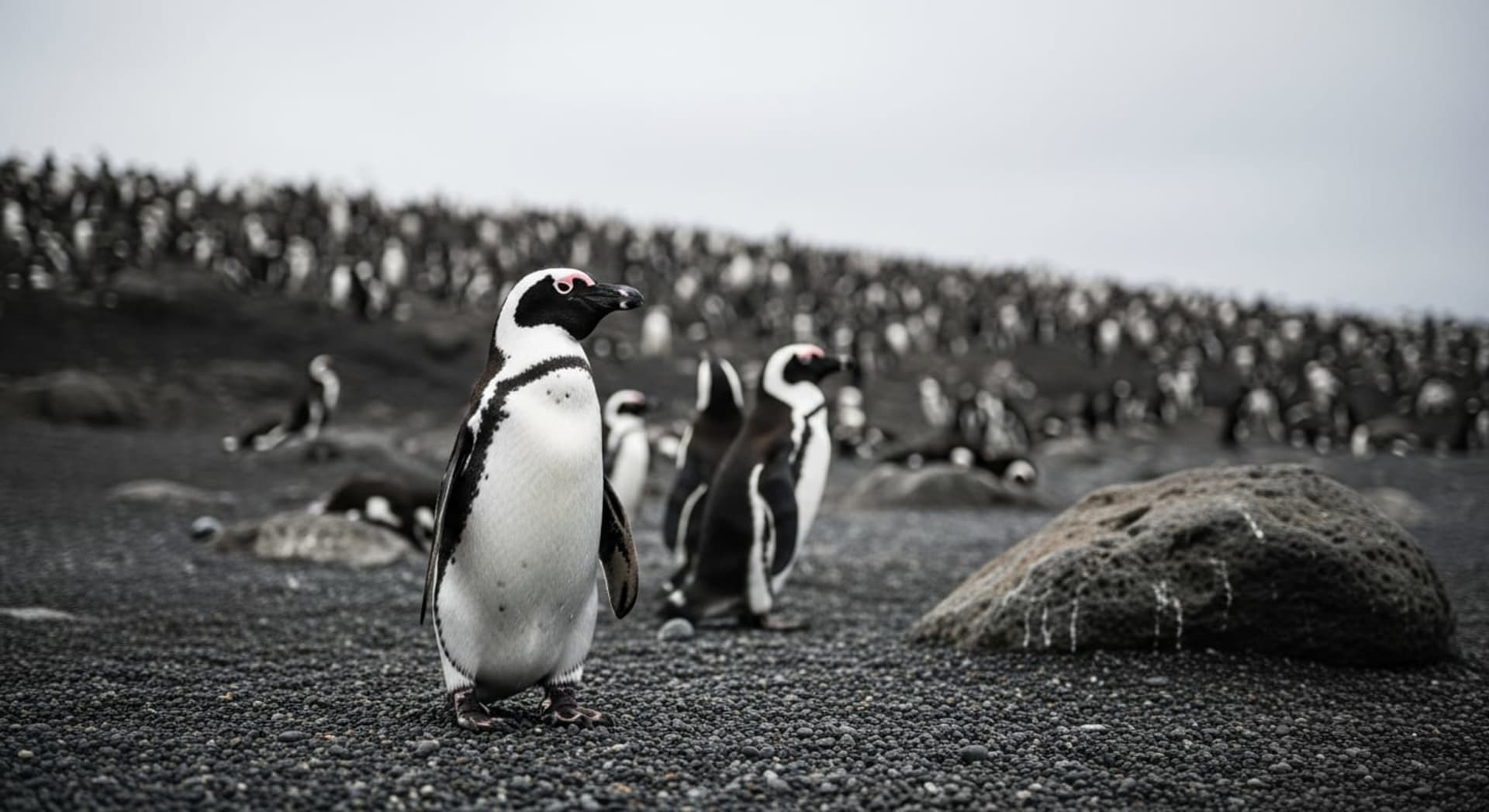 Chinstrap Penguin Peak Nesting - Deception Island