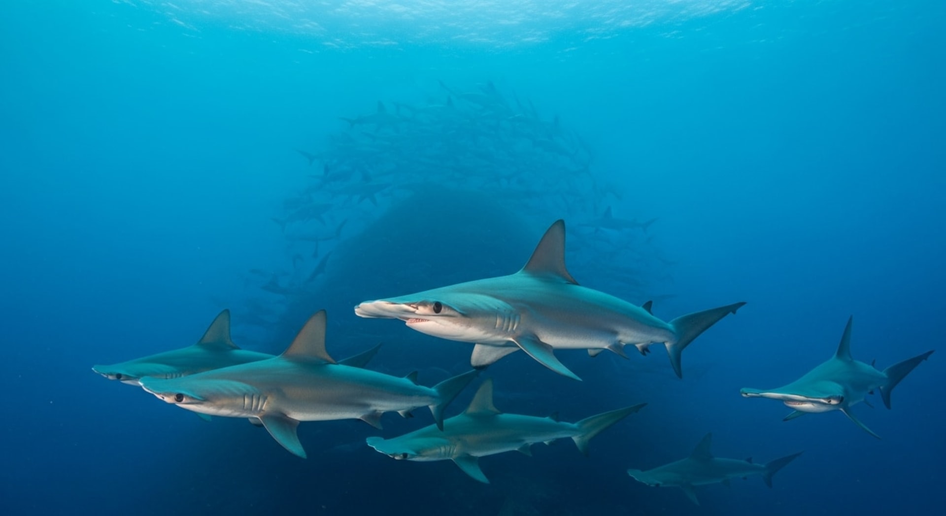 Cocos Island Hammerhead Shark Aggregations