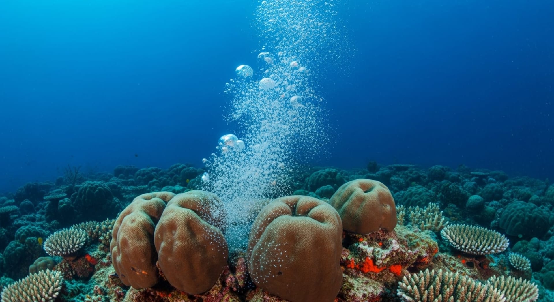 Flower Garden Banks Coral Mass Spawning