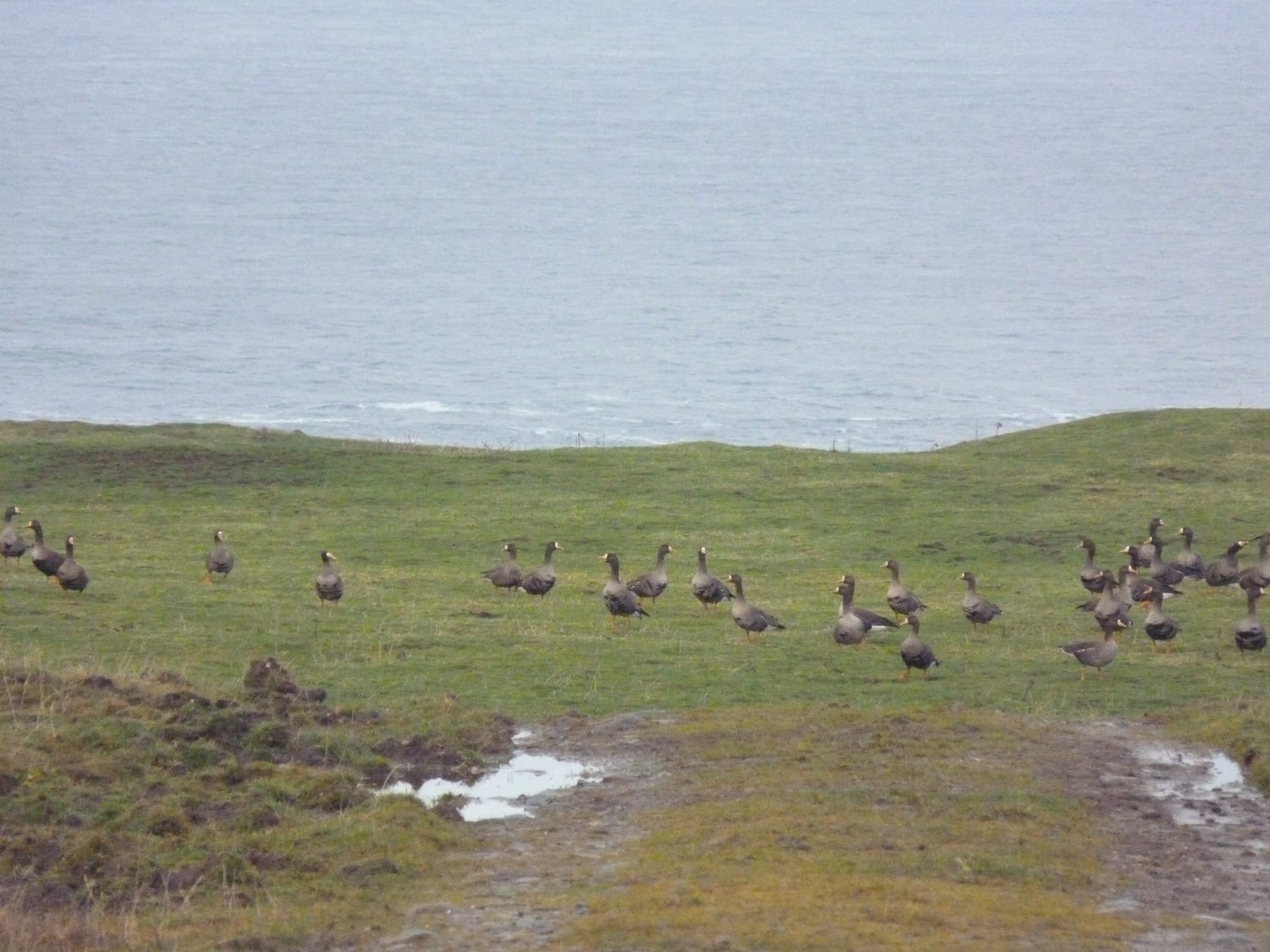 Islay Wintering Geese (Loch Gruinart)