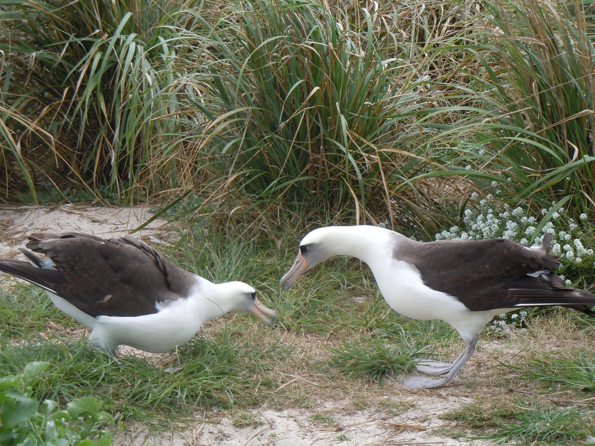Laysan Albatross Courtship Dance (Midway Atoll)