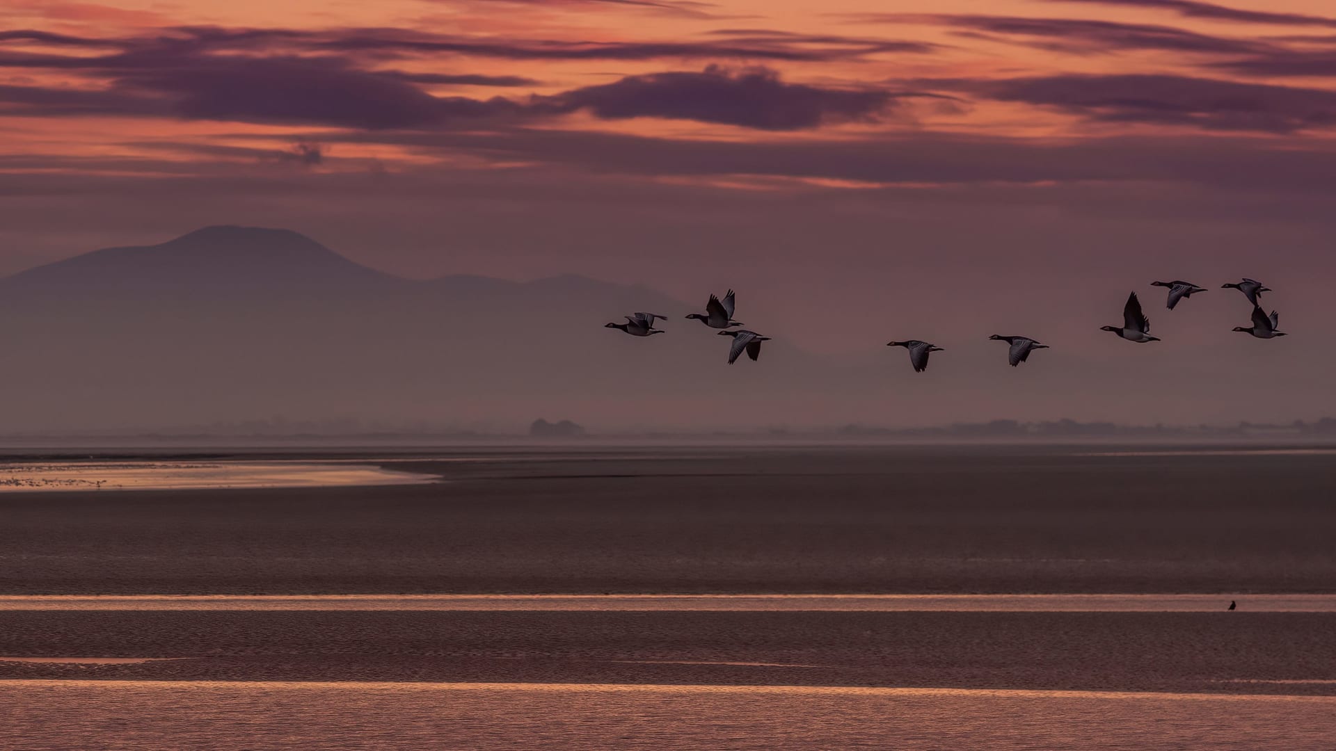 Solway Firth Barnacle Geese Wintering
