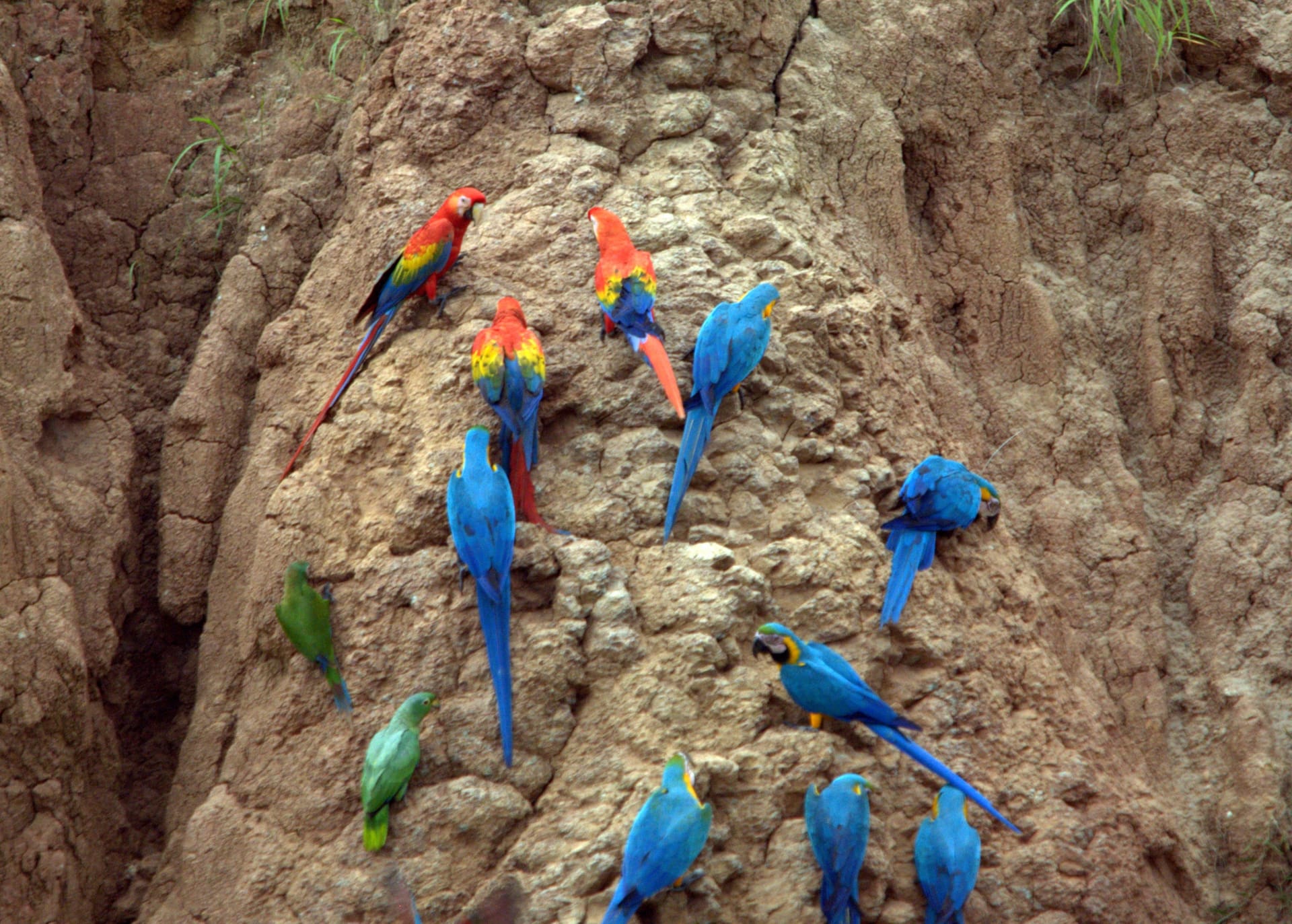 Tambopata Macaw Clay Licks