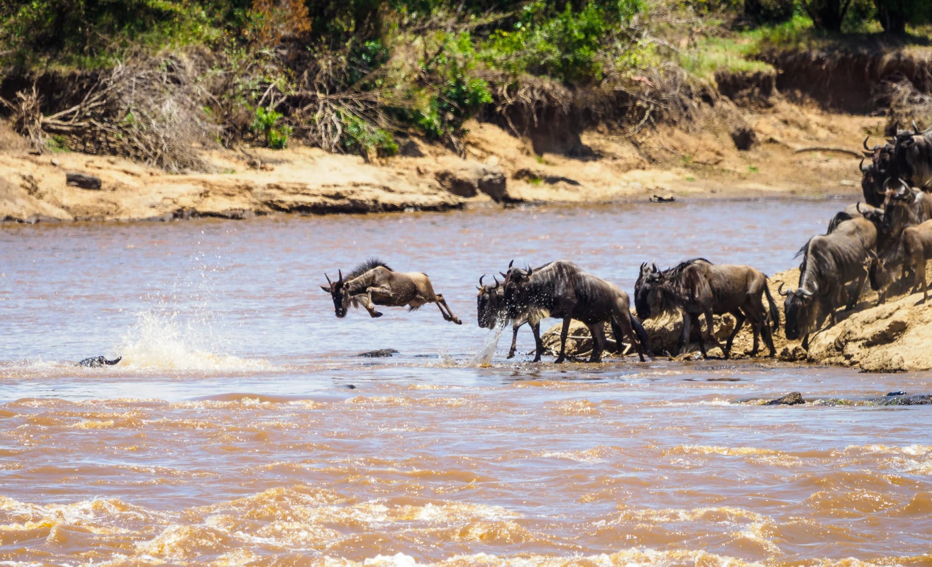Mara River Wildebeest Crossings