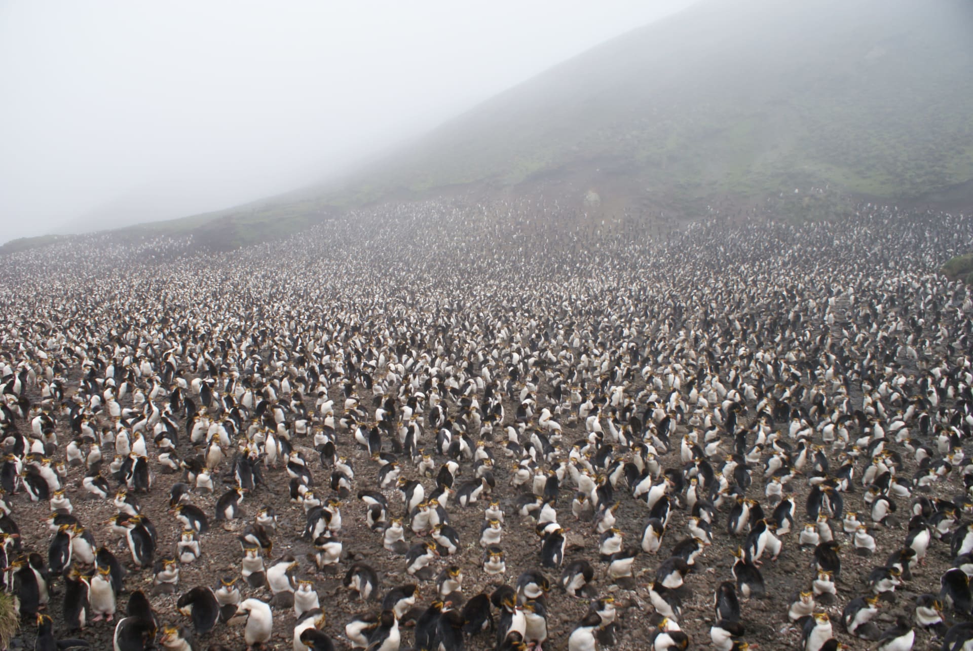 Macquarie Island Royal Penguin Breeding Colony