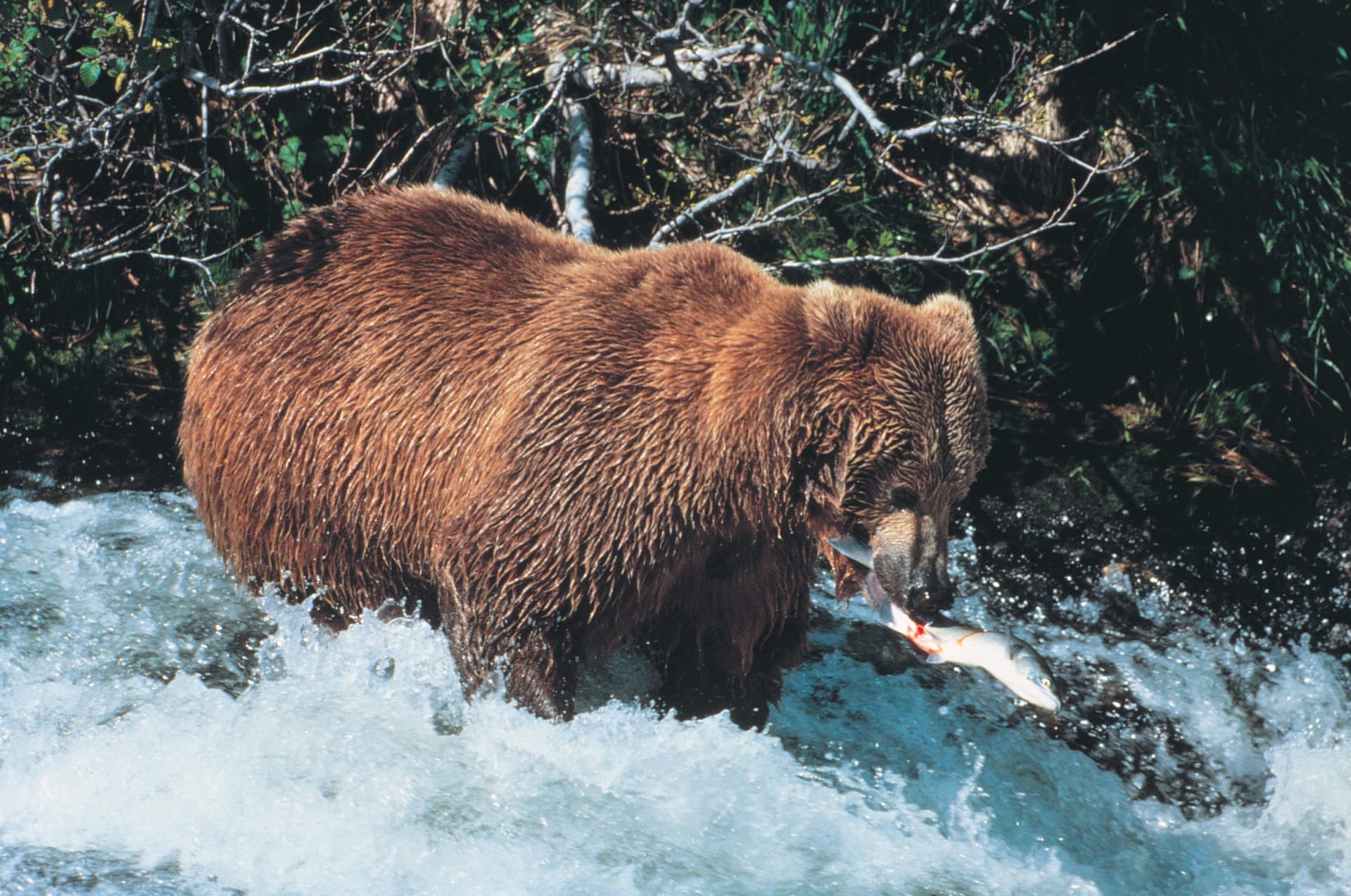 McNeil River Brown Bear Falls Concentration