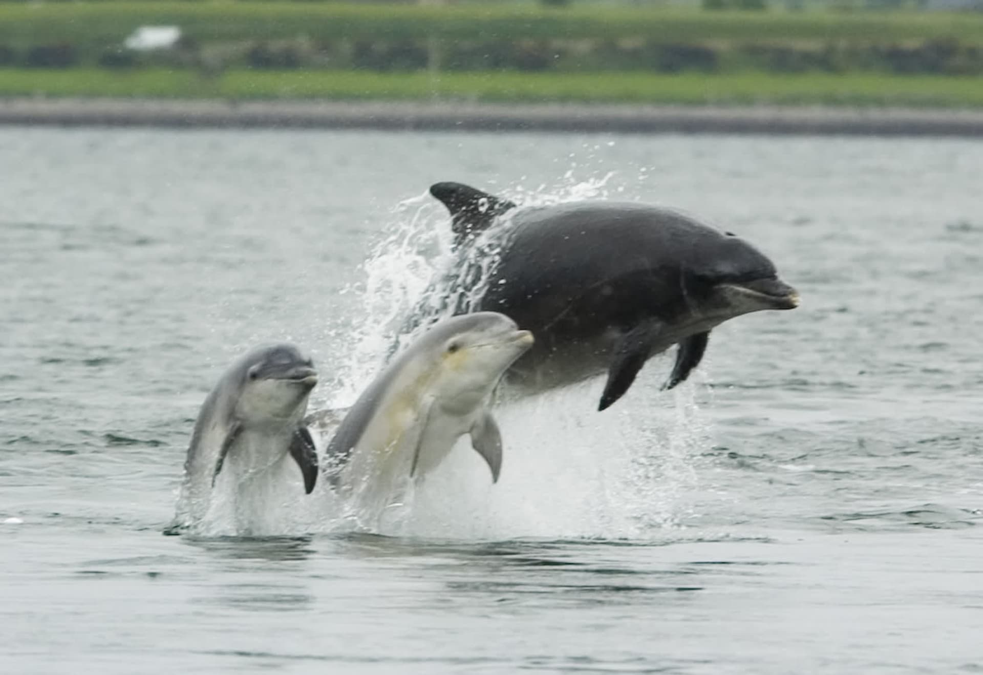 Moray Firth Bottlenose Dolphin Season