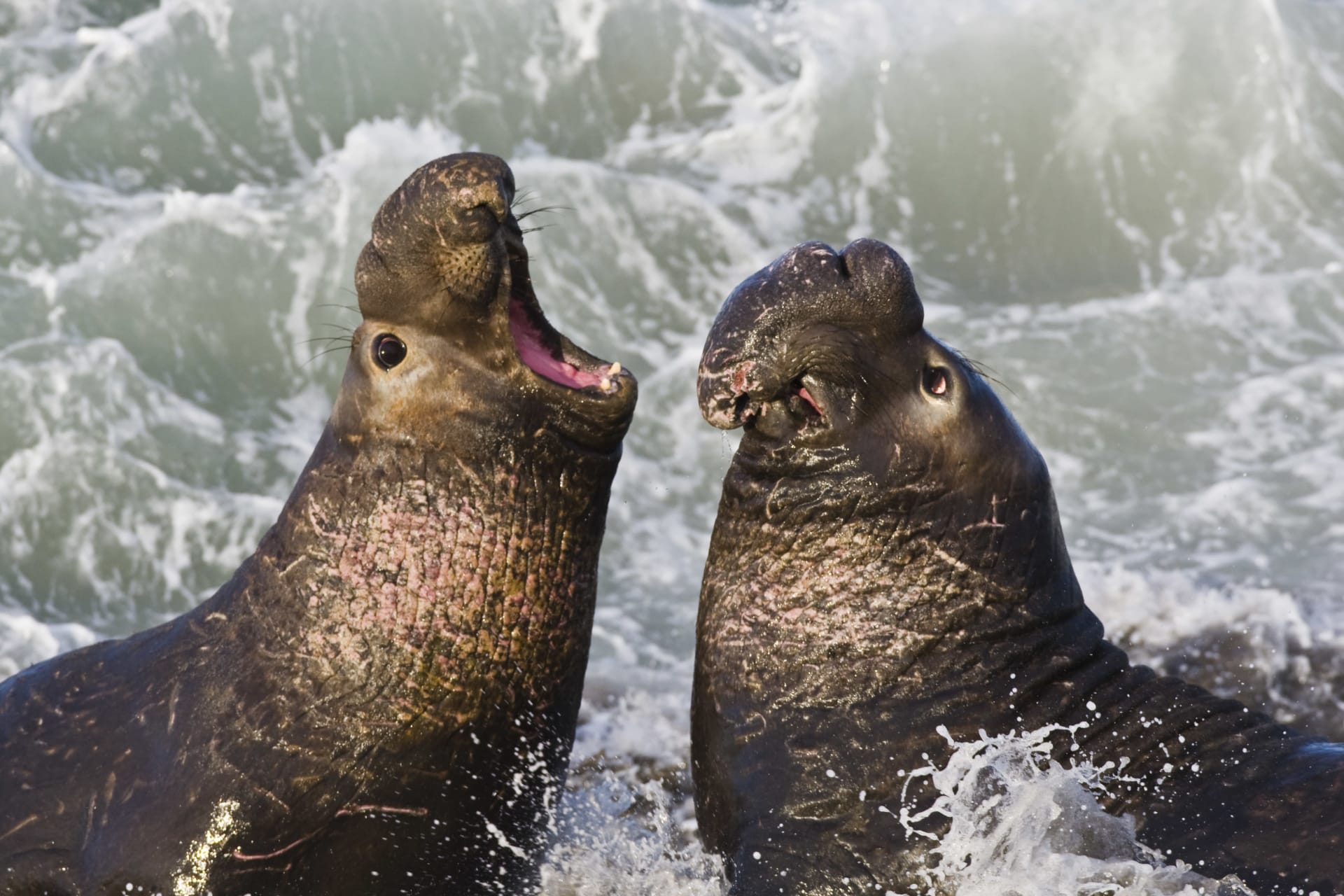 Piedras Blancas Elephant Seal Molt
