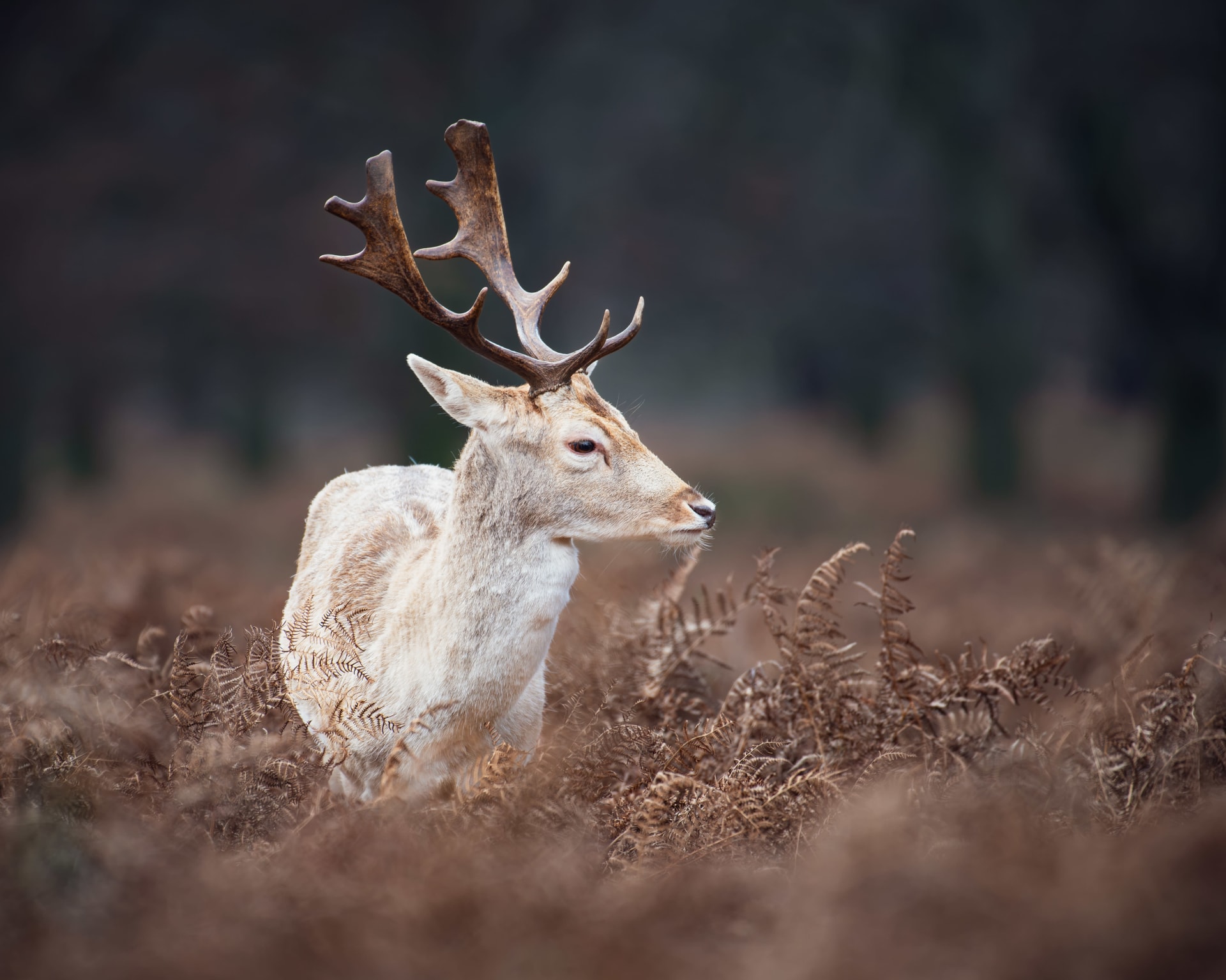 Richmond Park fallow deer rut