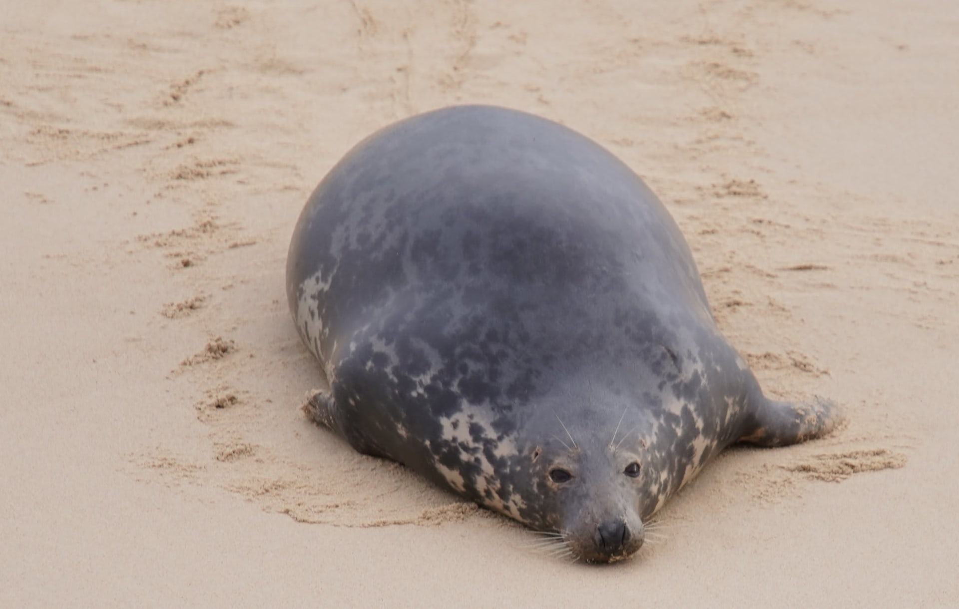 UK Grey Seal Pupping Season