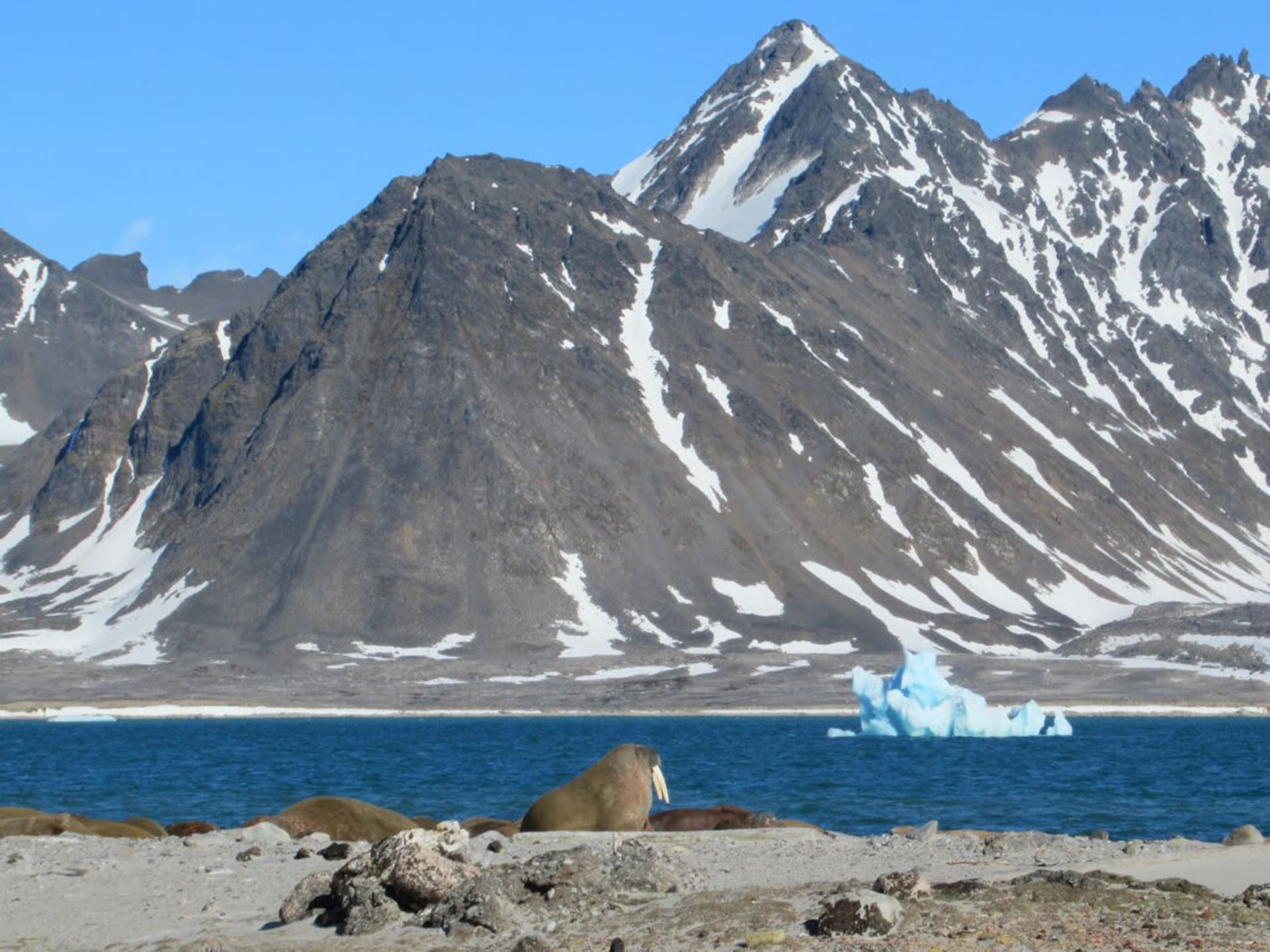 Walrus Haul-out