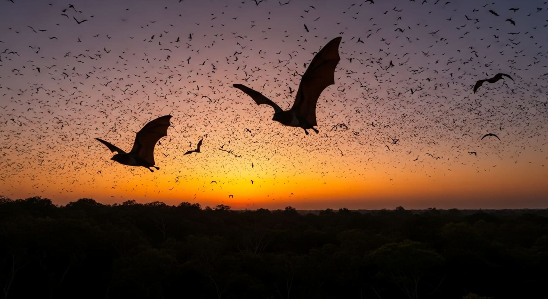 Kasanka Fruit Bat Mass Migration