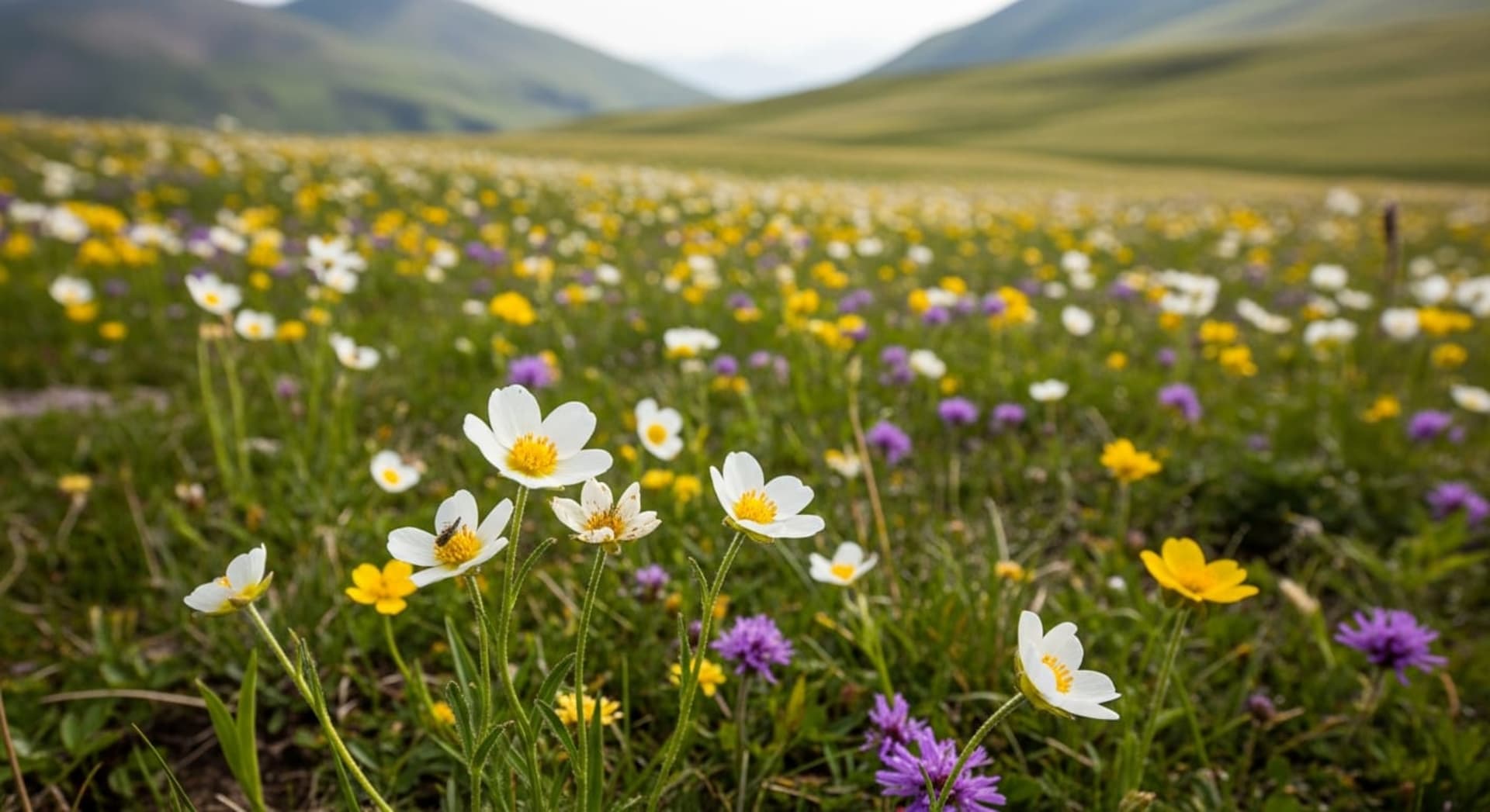 Kosciuszko Alpine Wildflower Bloom