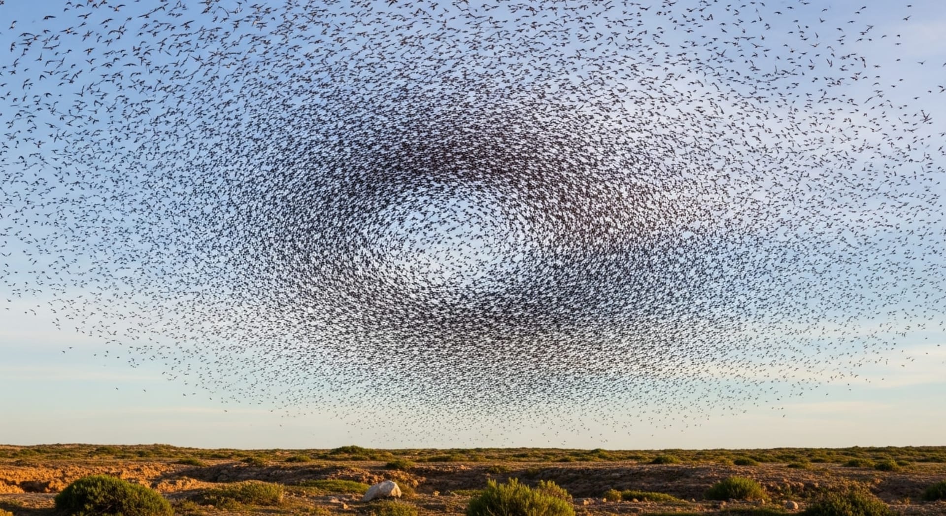 Lake Murray Purple Martin Mega-Roost