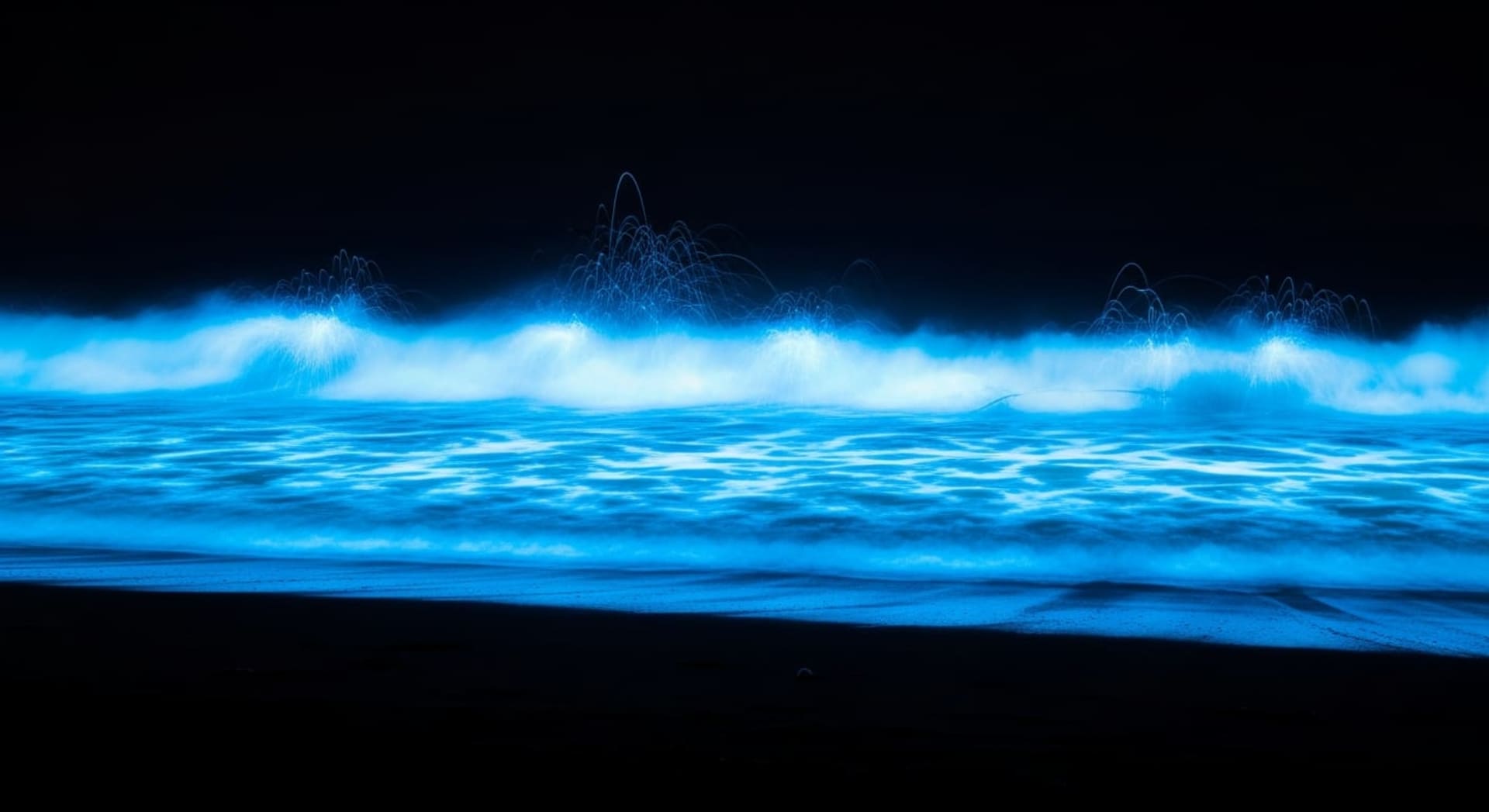 Monterey Bay Sea Sparkle Bioluminescence