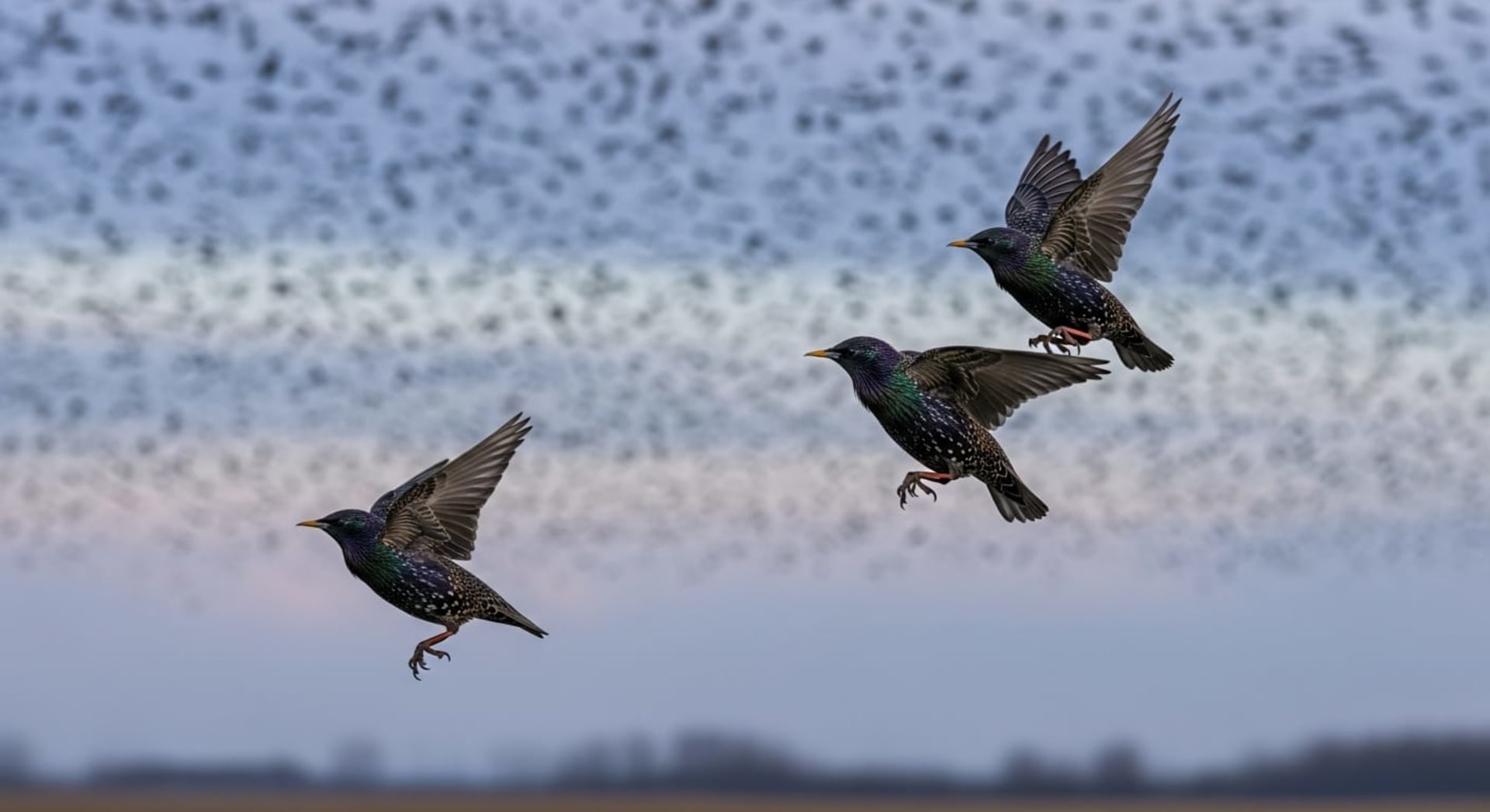 Rutland Water Starling Murmuration